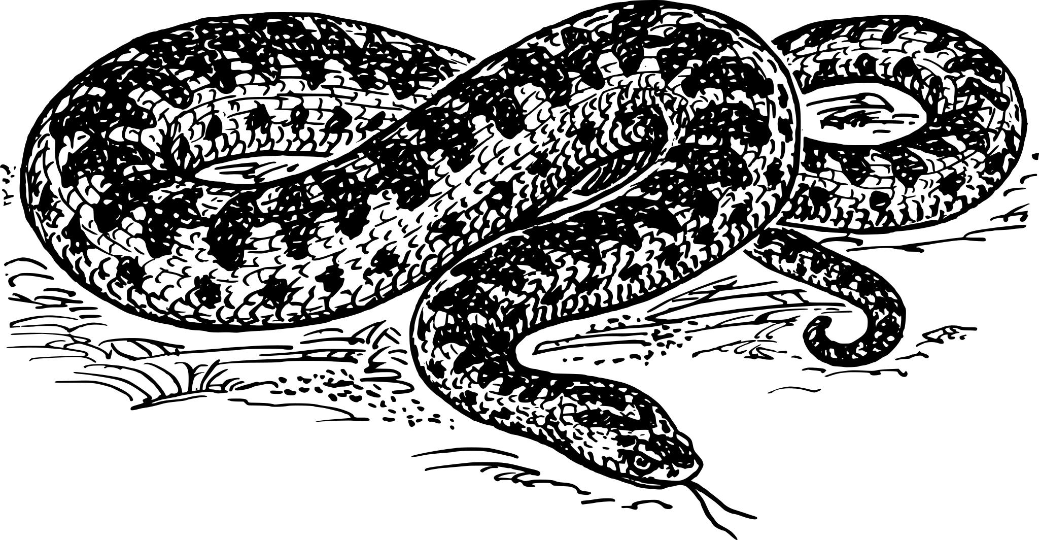 Змея гадюка обыкновенная
