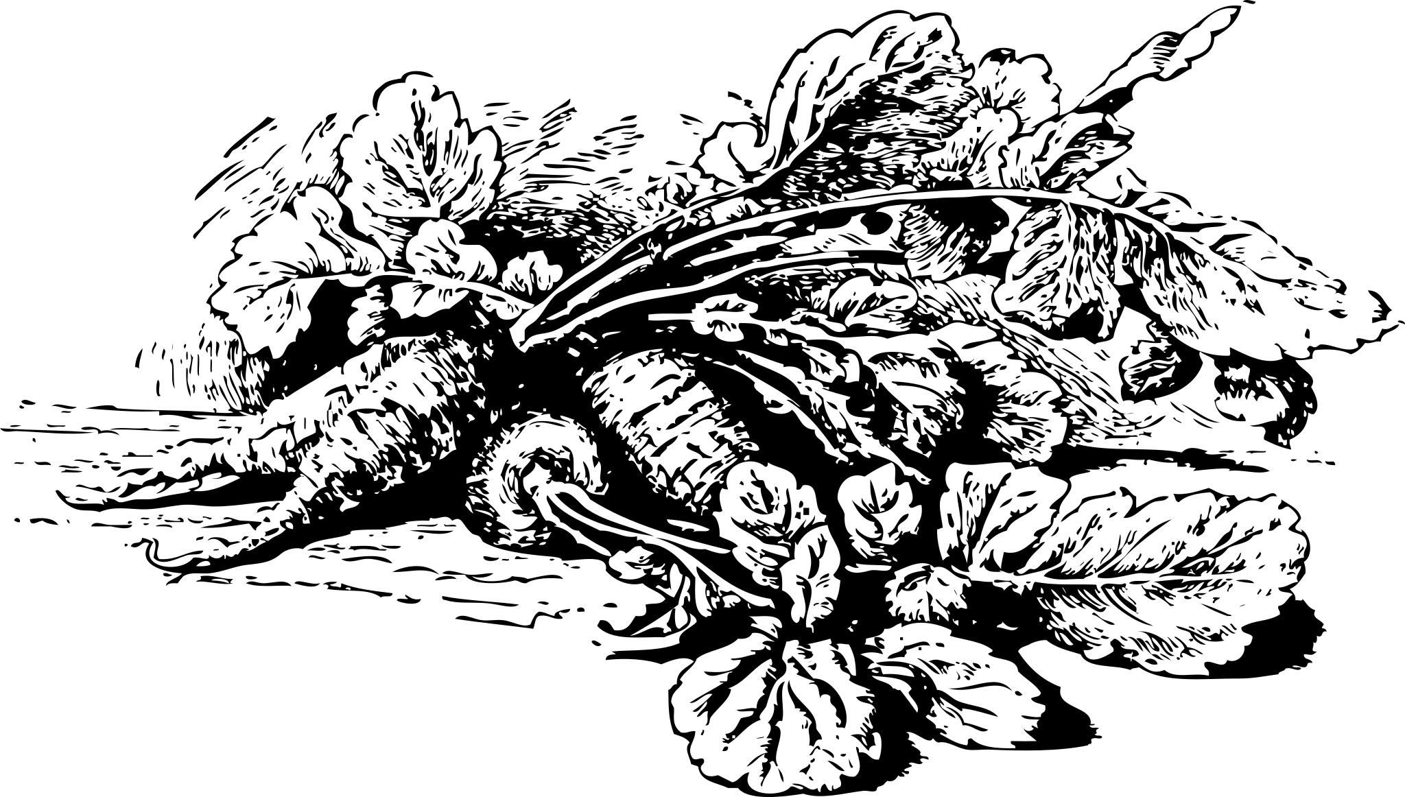 Монохромные изображения трав и овощей