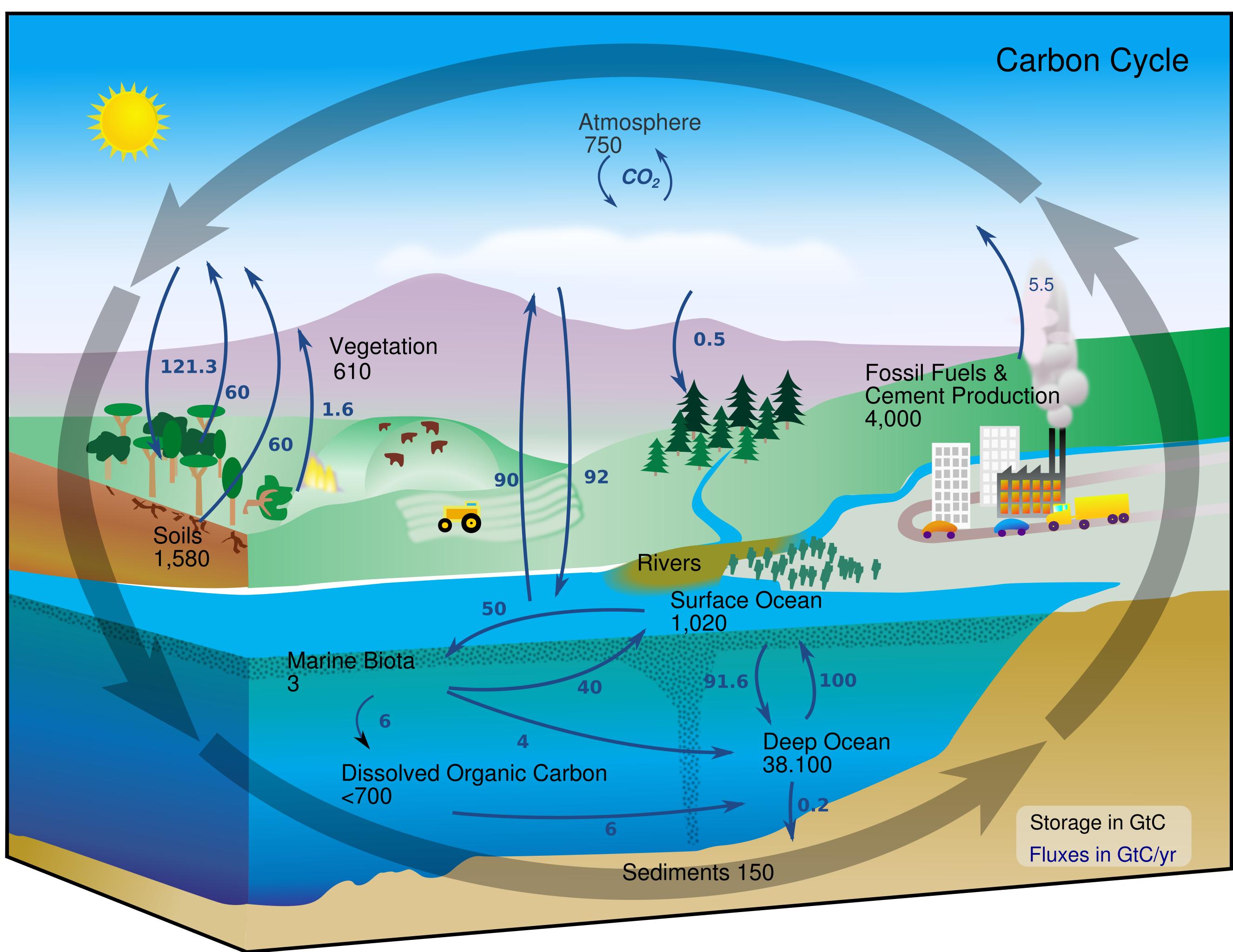 Биогеохимические циклы круговорот углерода
