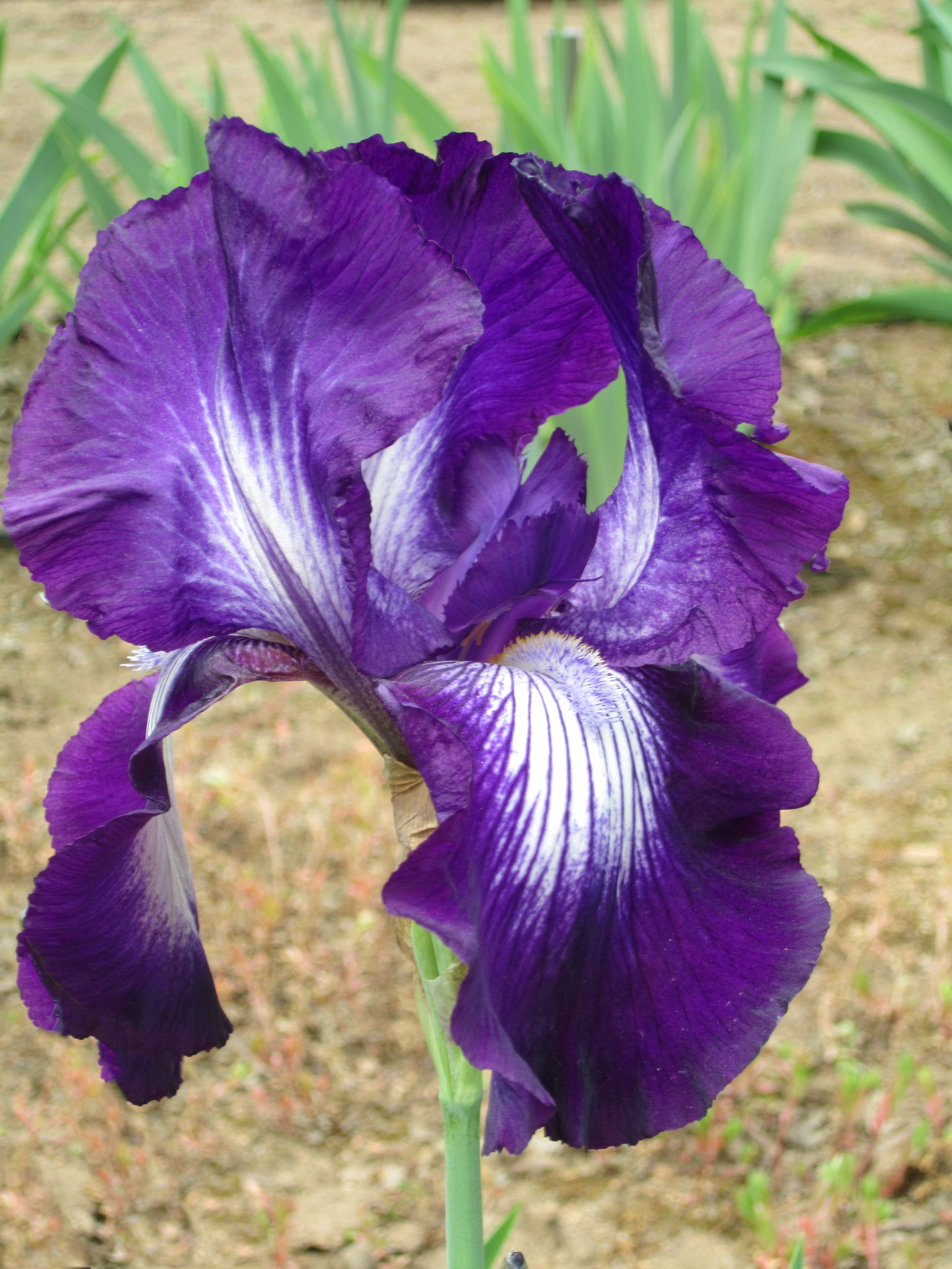Free Images - iris purple iris flower