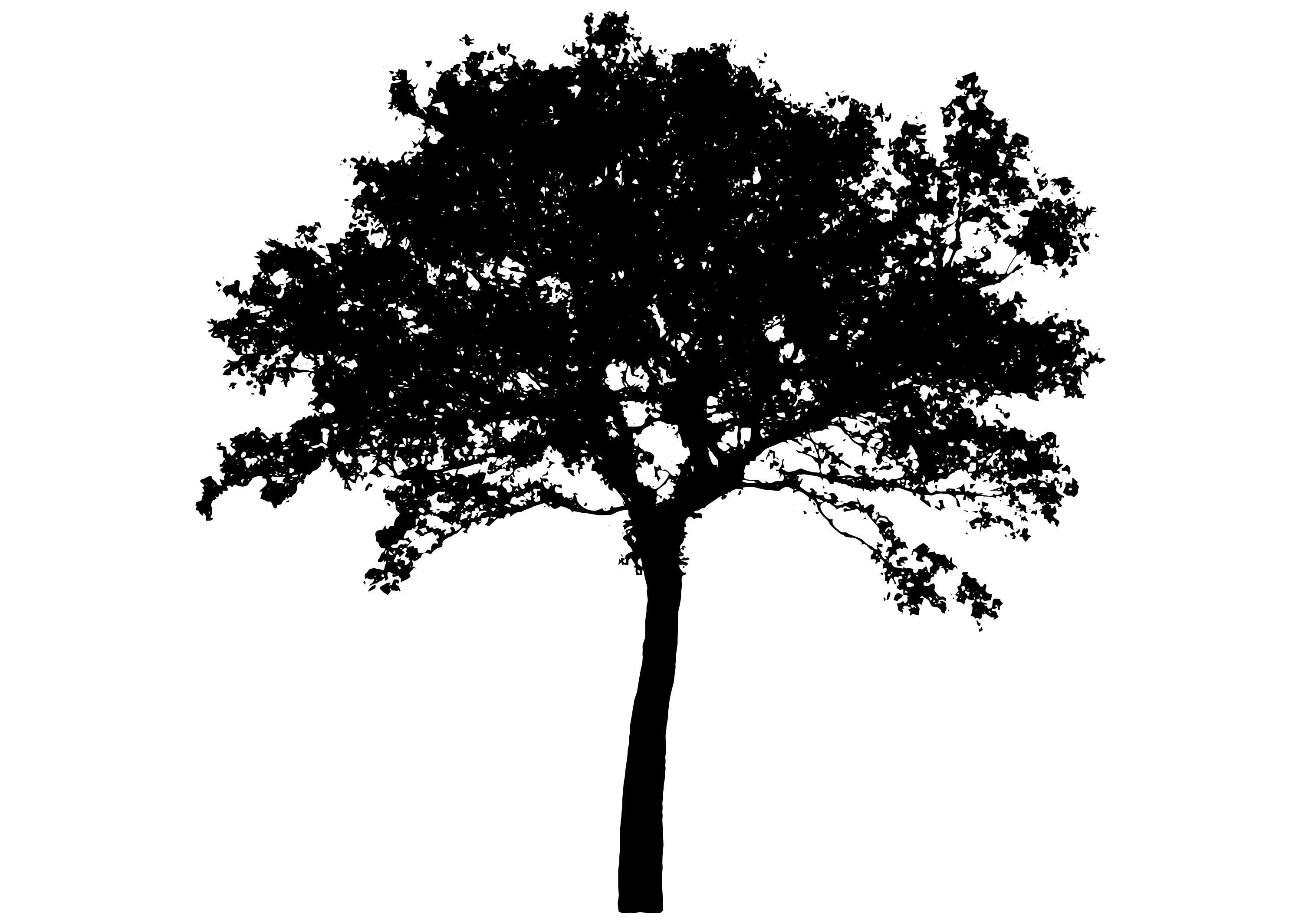 Силуэт дерева на прозрачном фоне