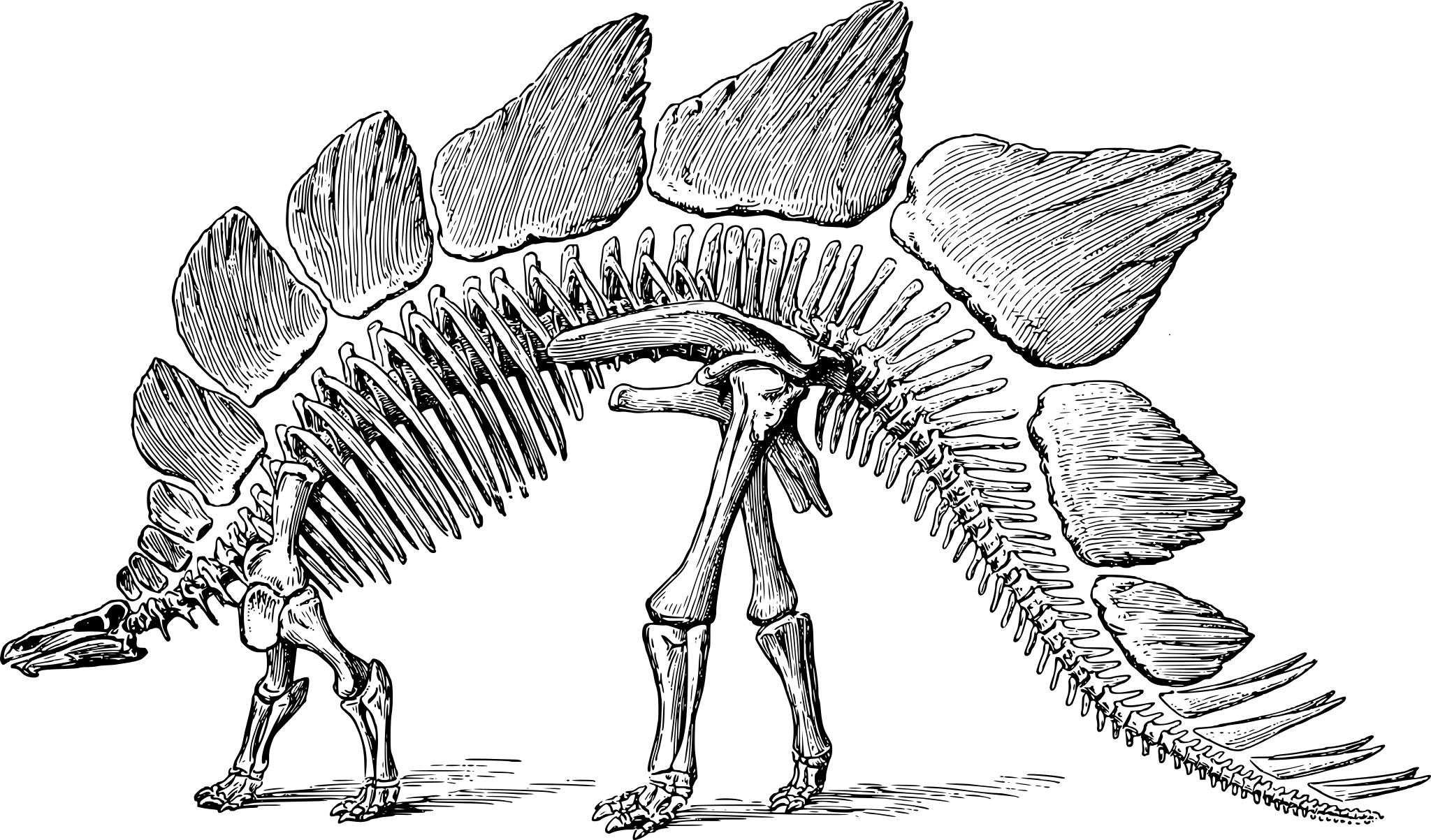 Скелет Стегозавра музей