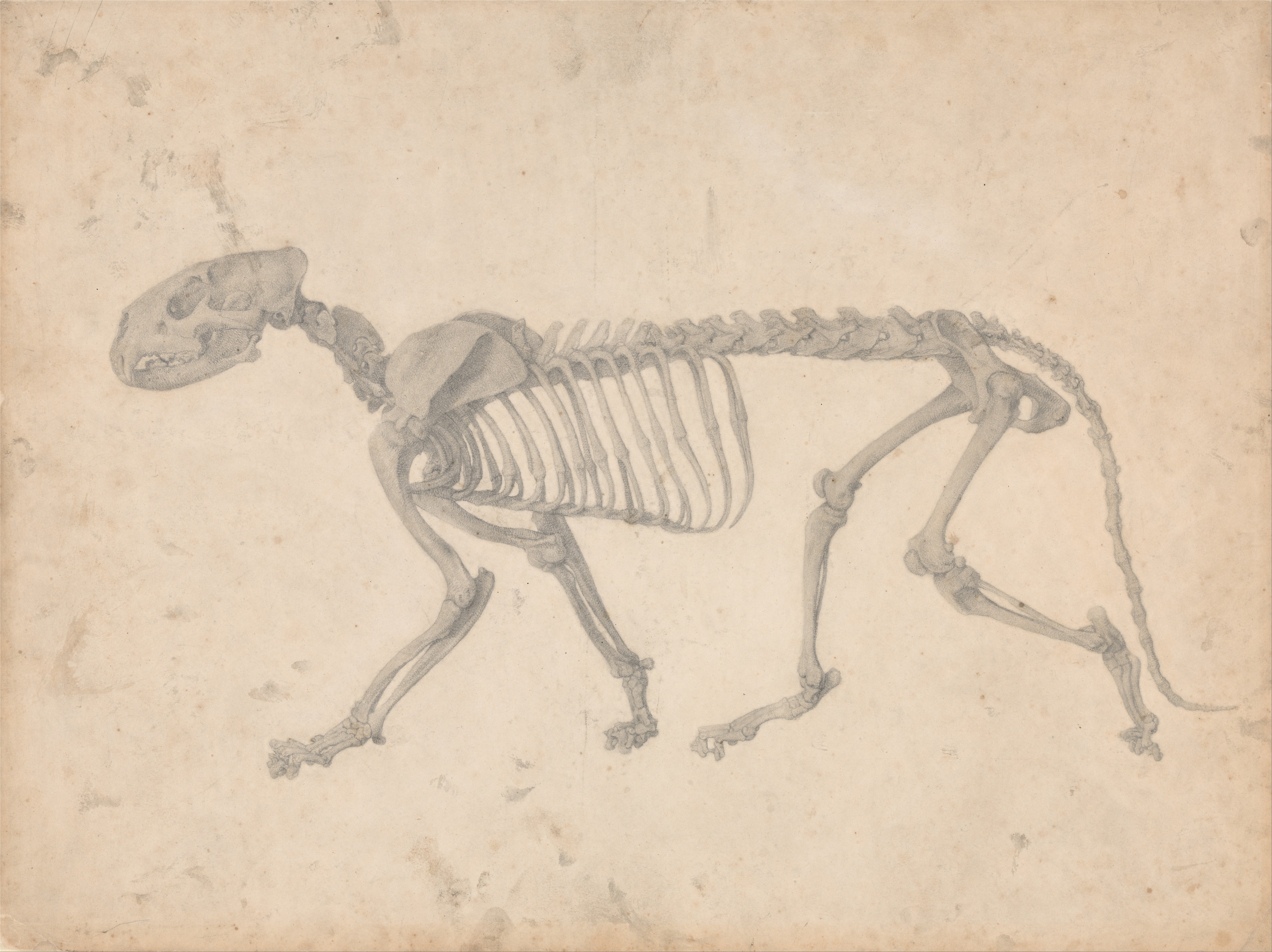 George Stubbs anatomical exposition