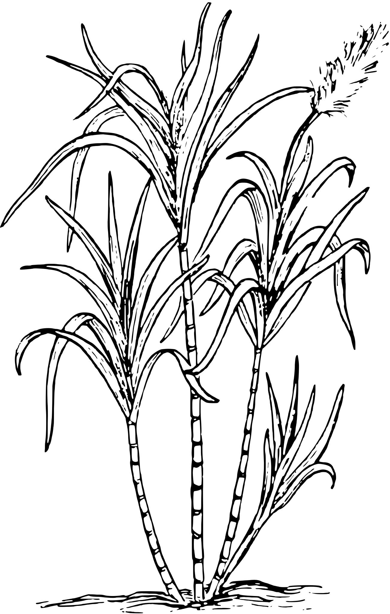 Сахарный тростник ботаника