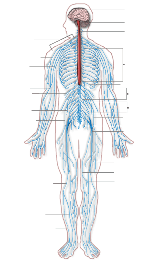 Free Images - nervous system diagram dumb