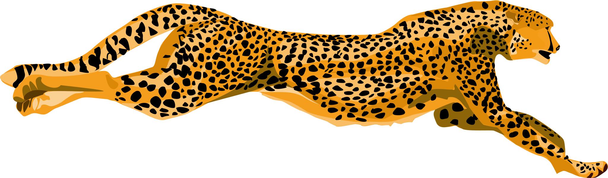 Гепард на белом фоне