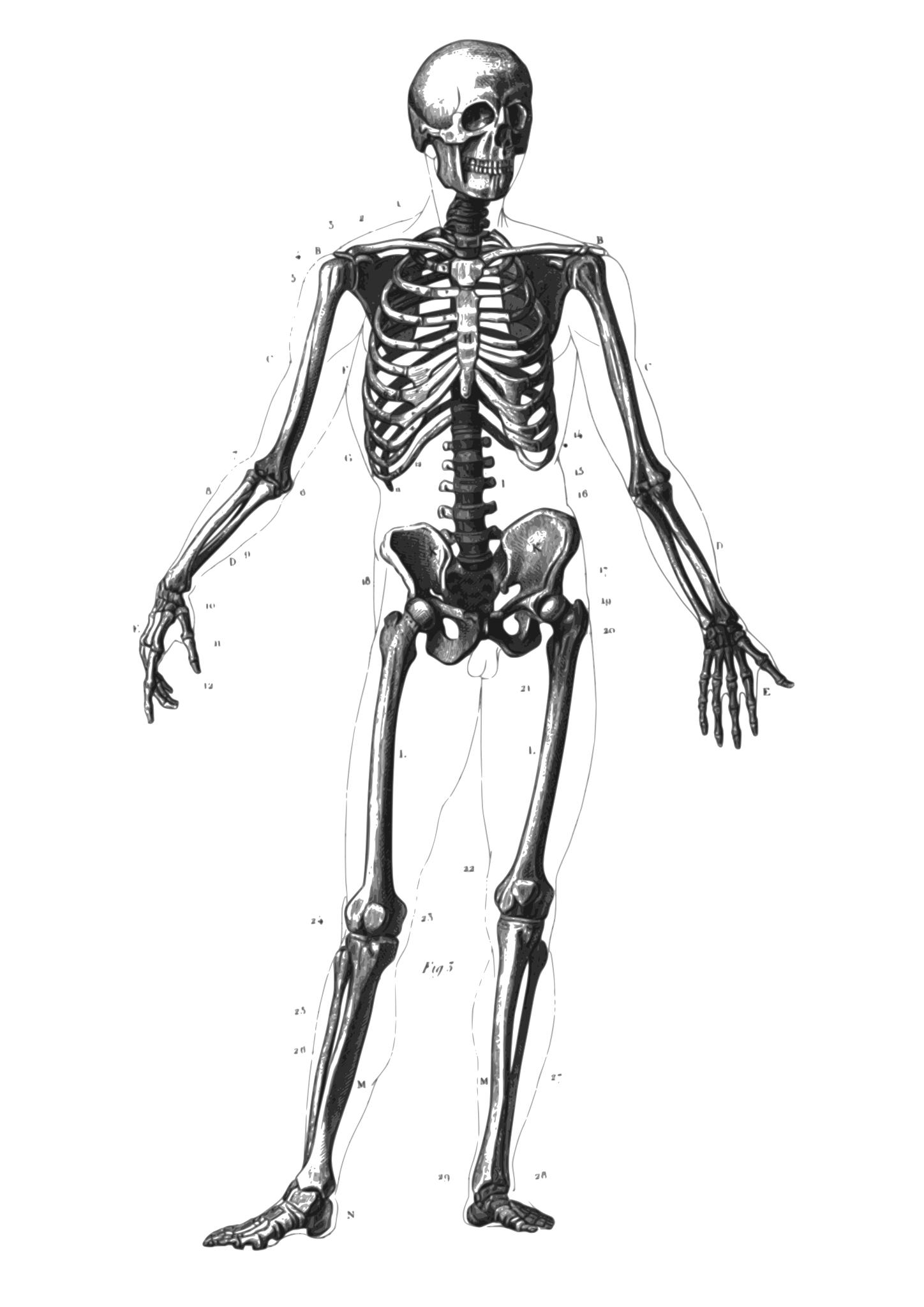 Человеческий скелет рисунок