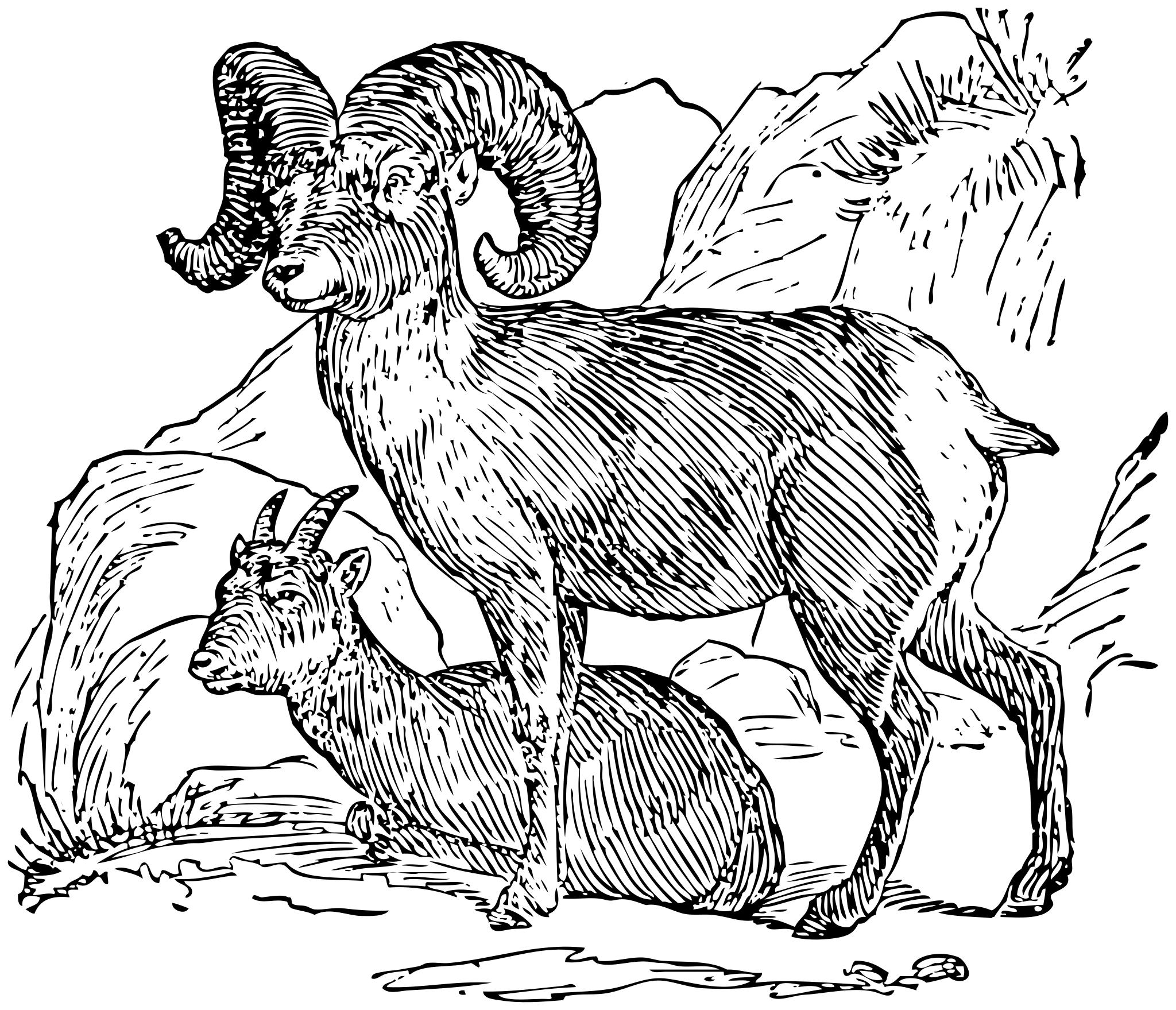 Иллюстрация горного барана