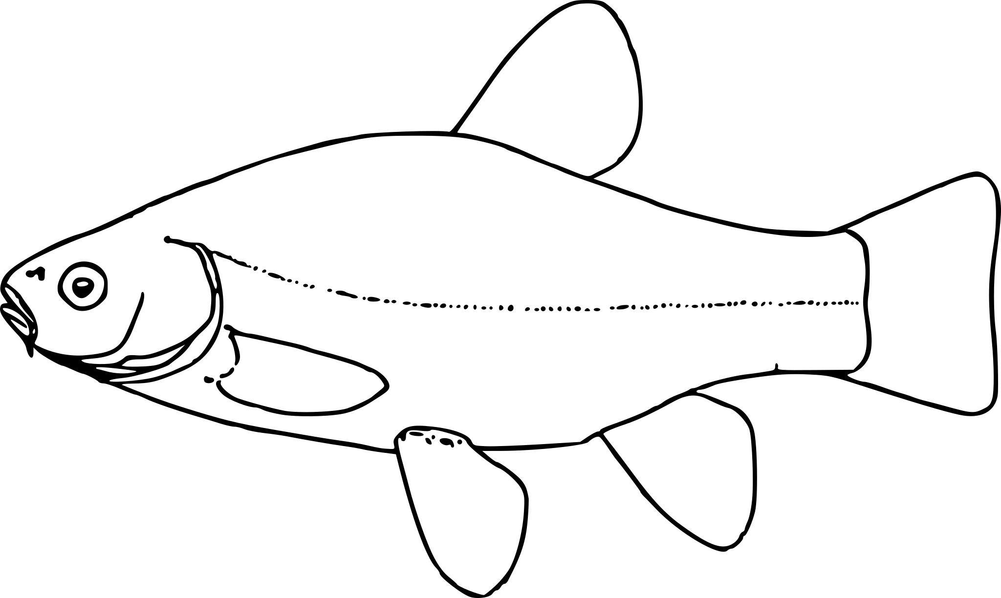 Как нарисовать плавник рыбы