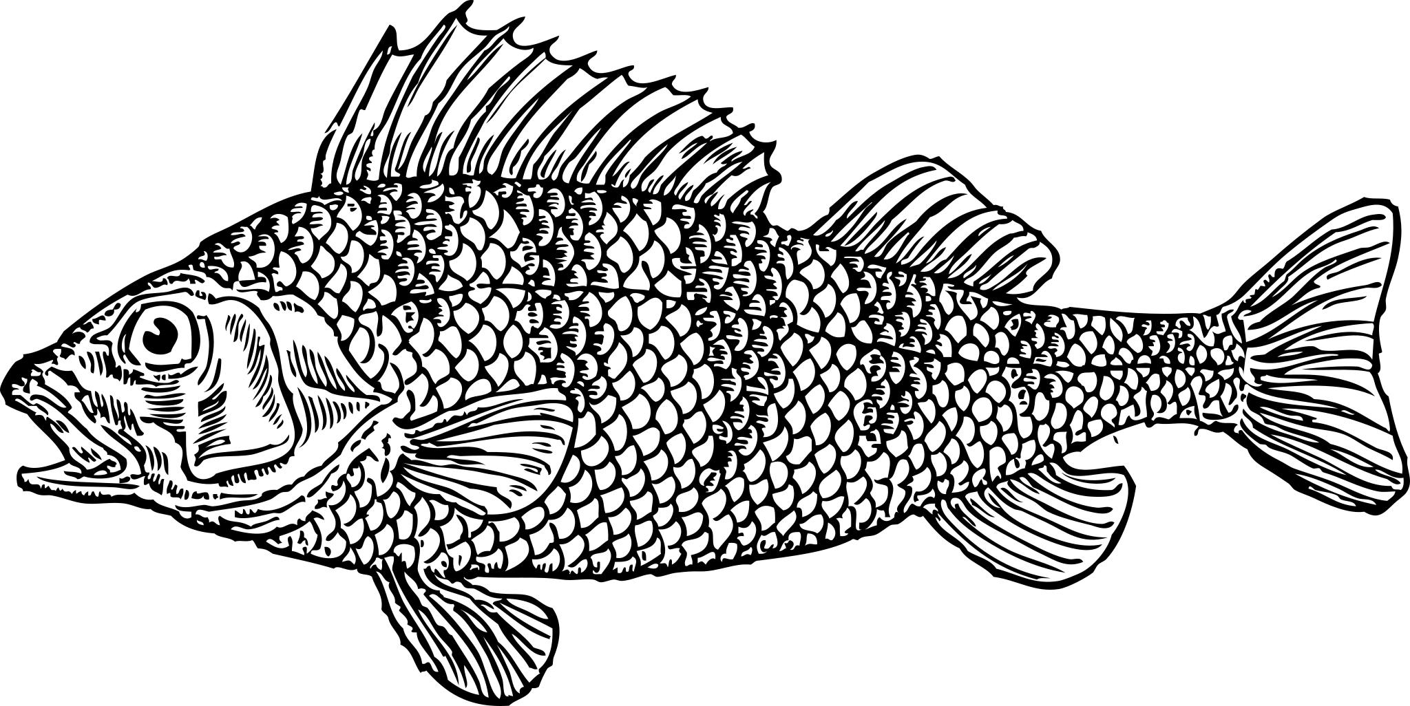 Рыба черно белая