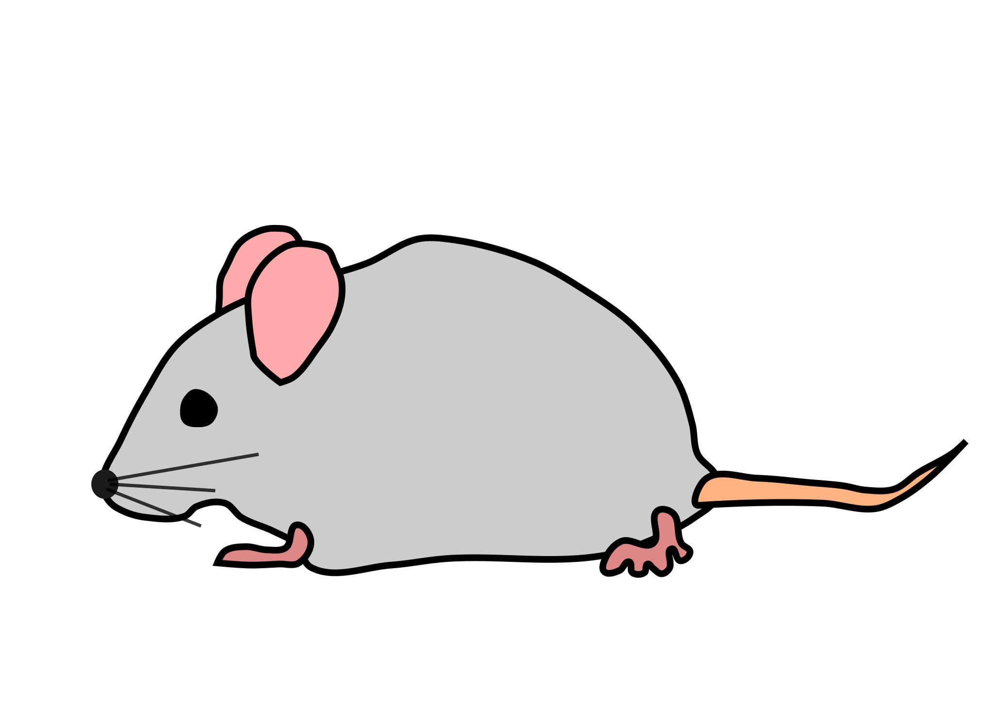 Rat Clipart PNG
