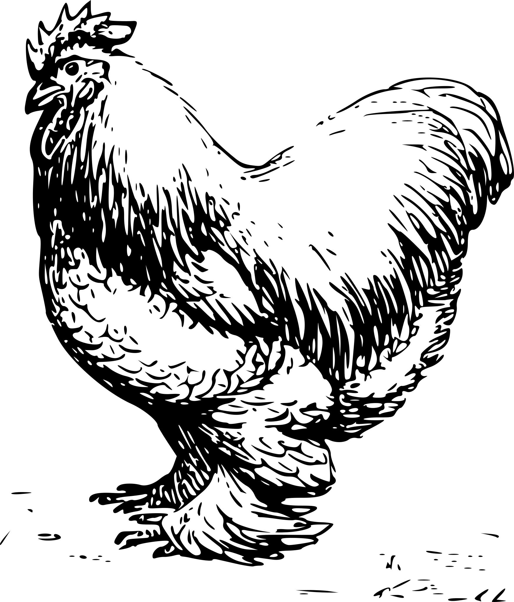 Брама петухи и курицы