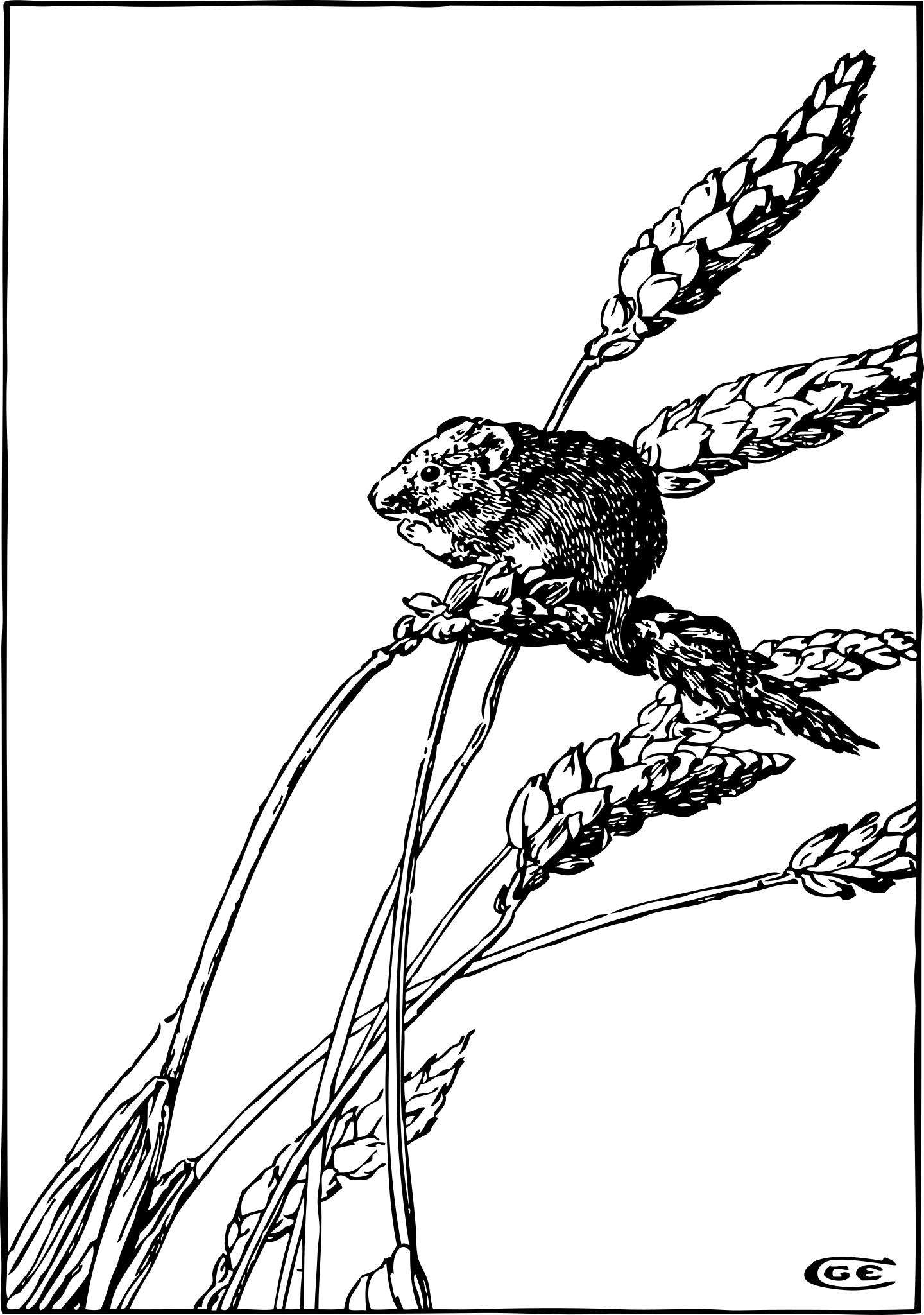 Мышка с колоском иллюстрации раскраска