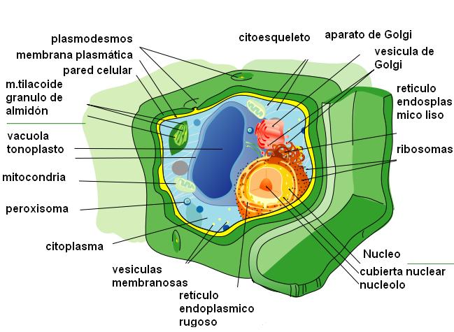 Free Images - morfoanatomia celula vegetal png