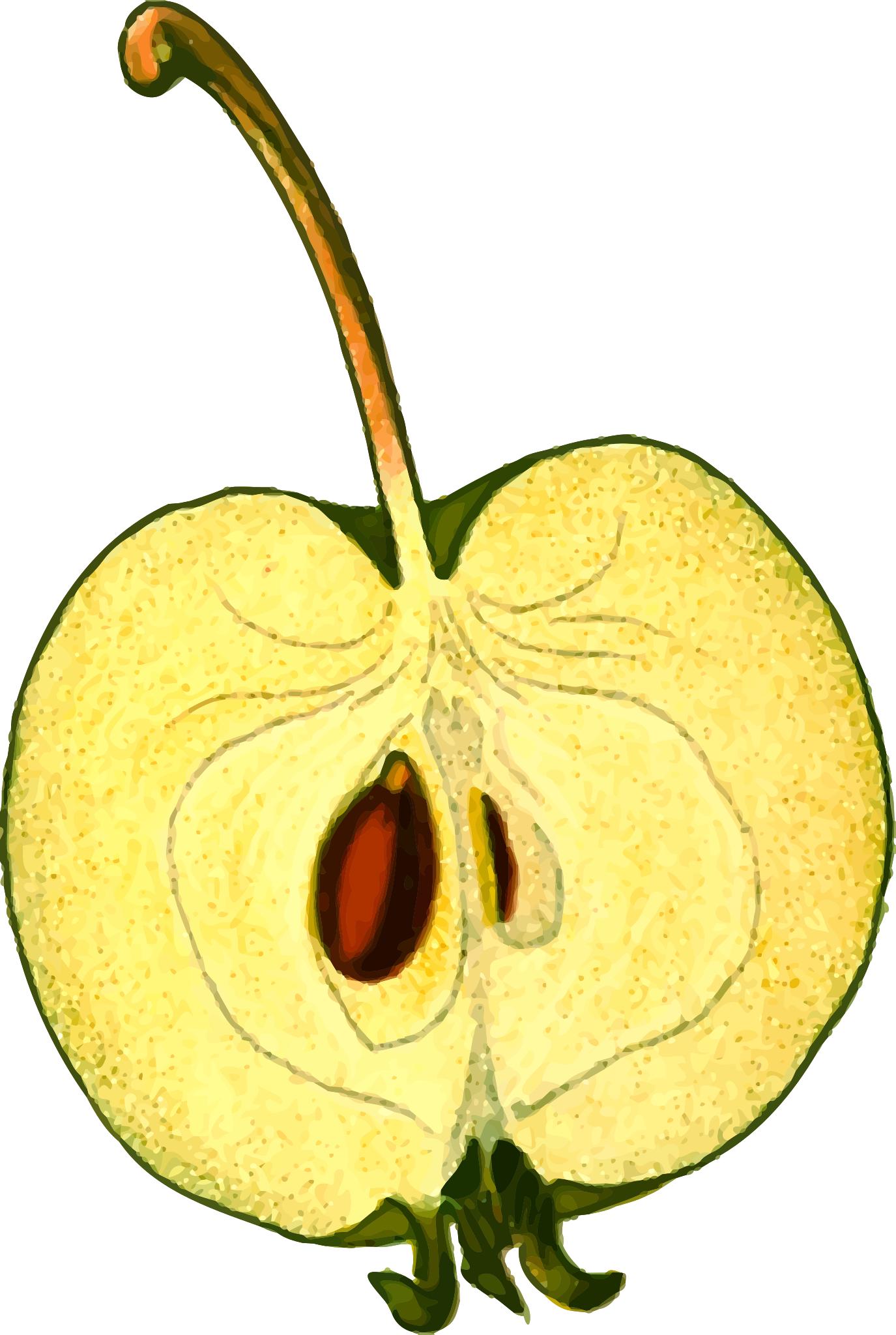 Долька яблока рисунок