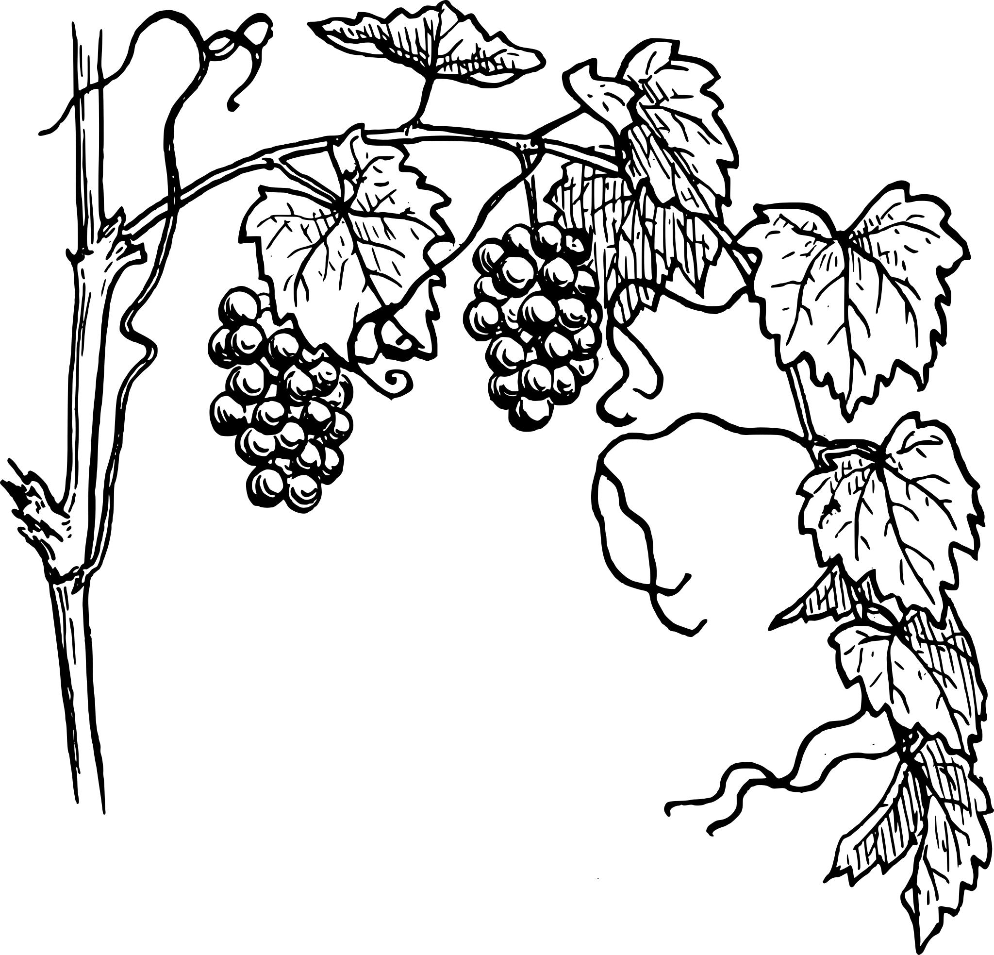 Виноградная лоза стрчок