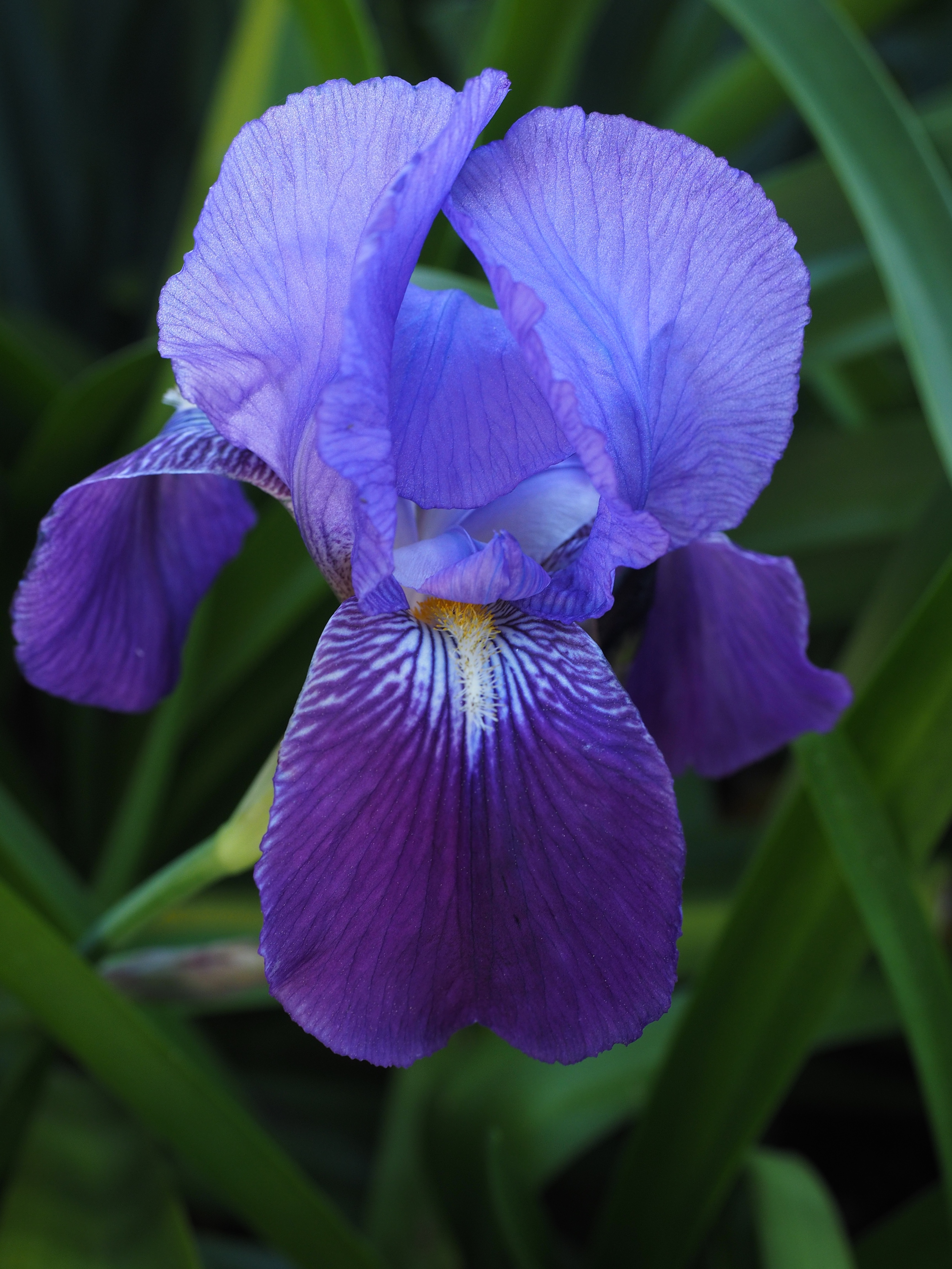 Free Images - iris lily flower blossom
