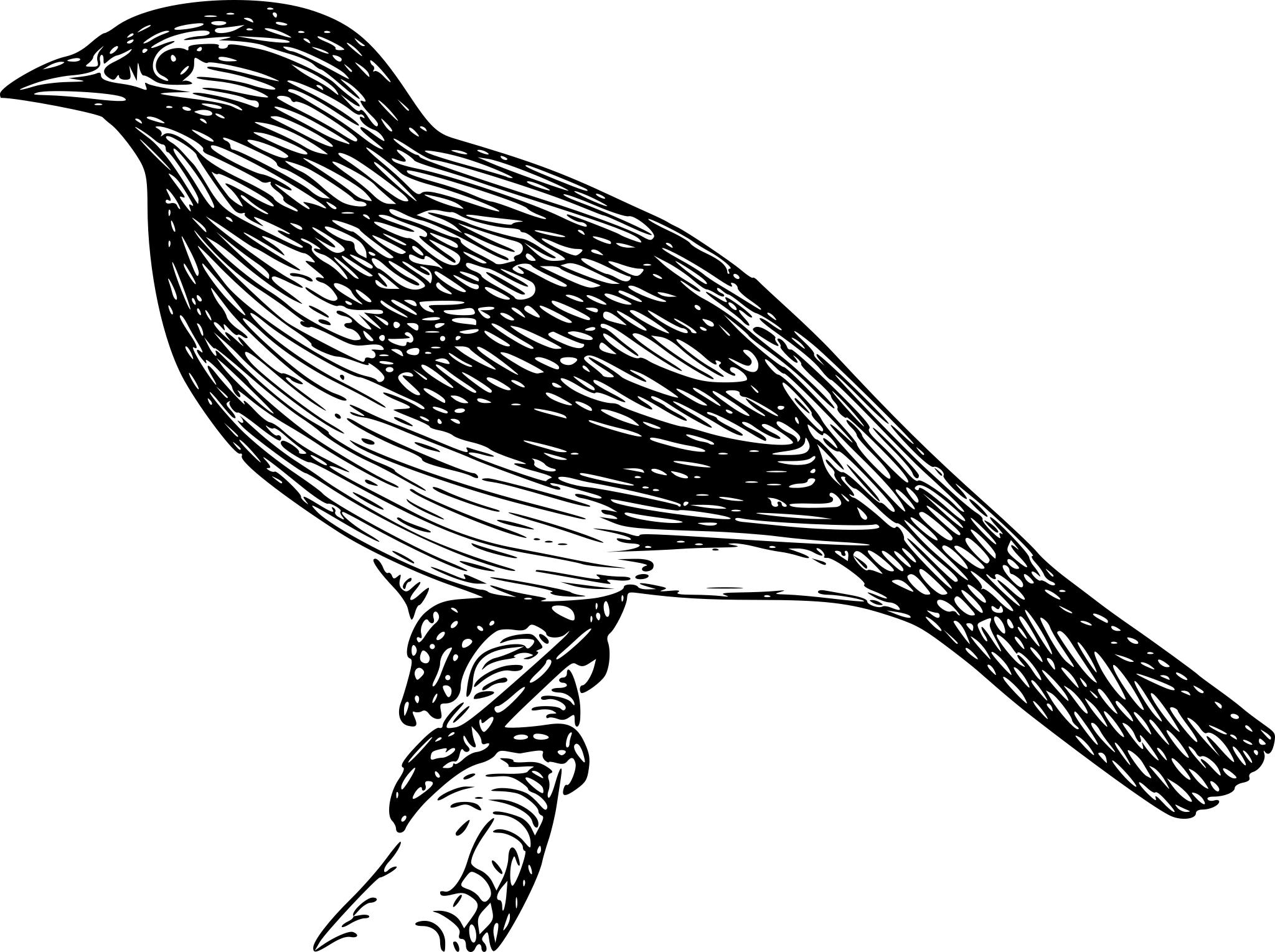 Черно белое изображение птиц