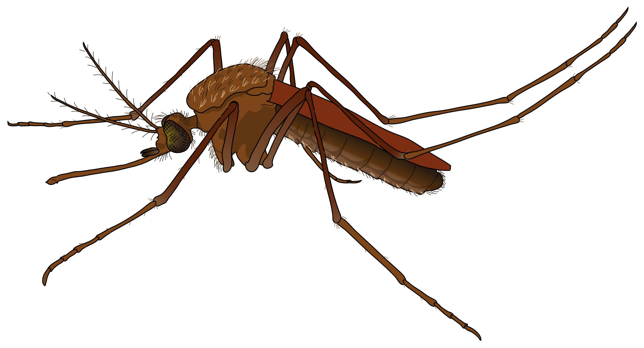 картинки машинки комар