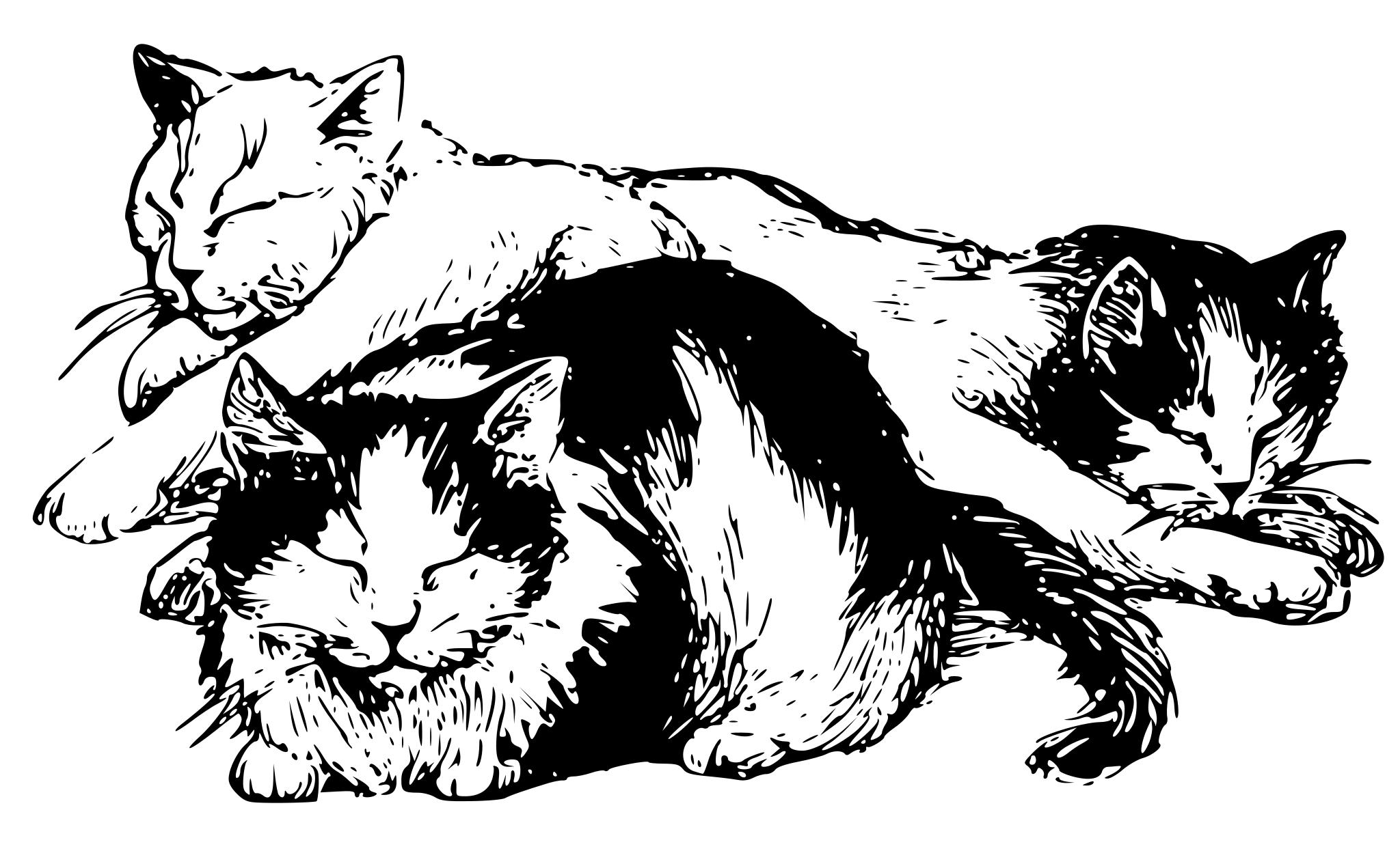 Две одинаковые кошки рисунок