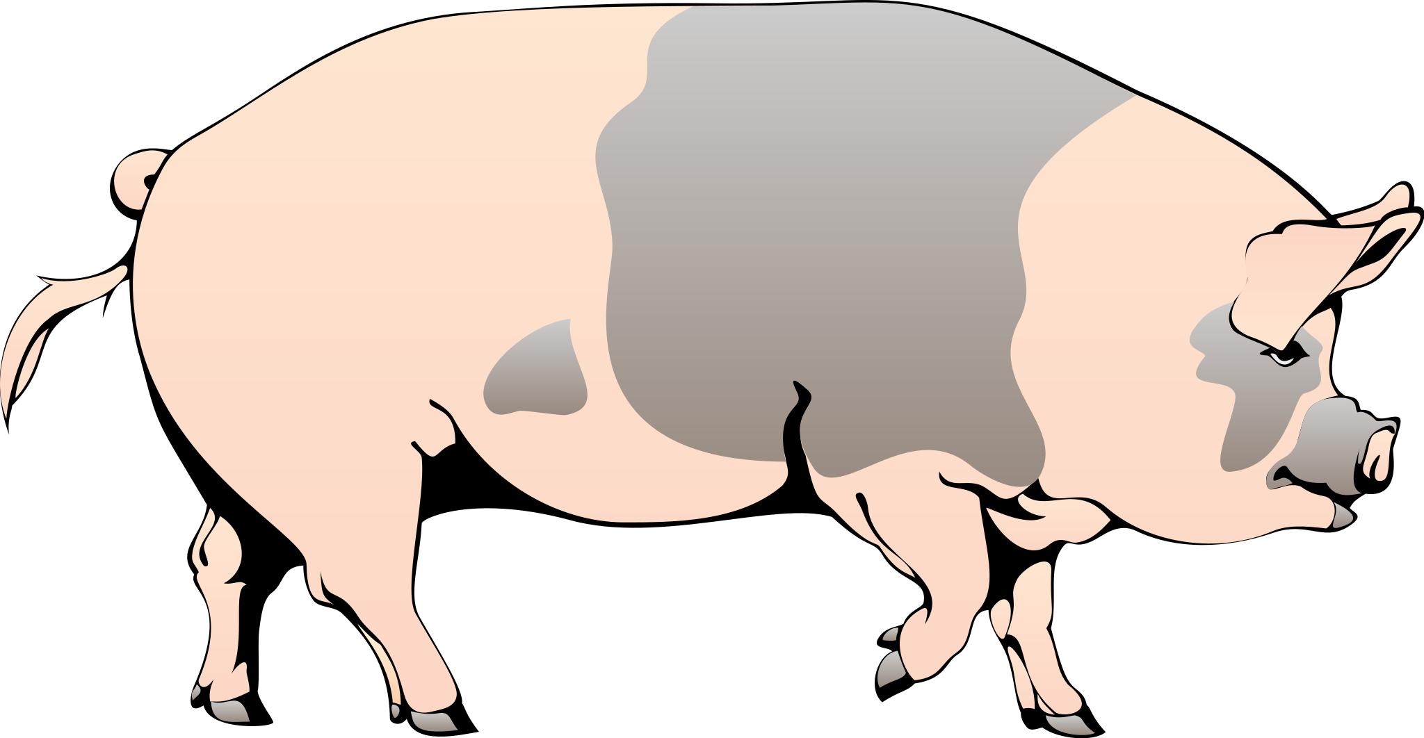 Свинья на прозрачном фоне