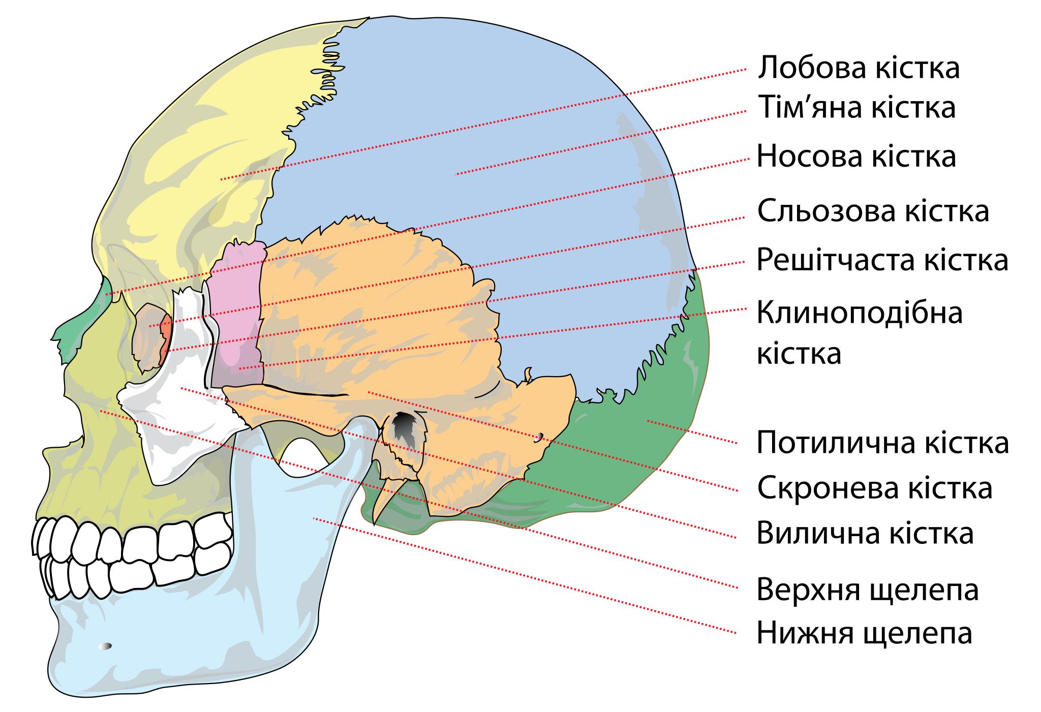 Кости и швы черепа человека