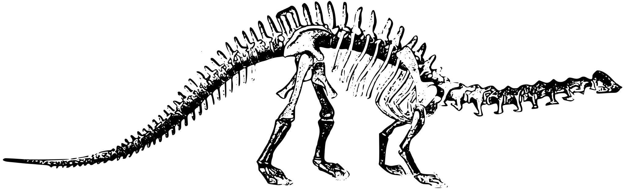 Апатозавр скелет