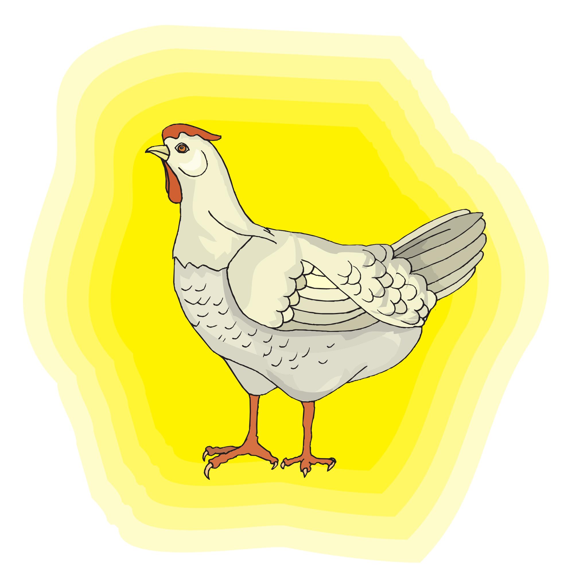 Нарисованная курица на белом фоне