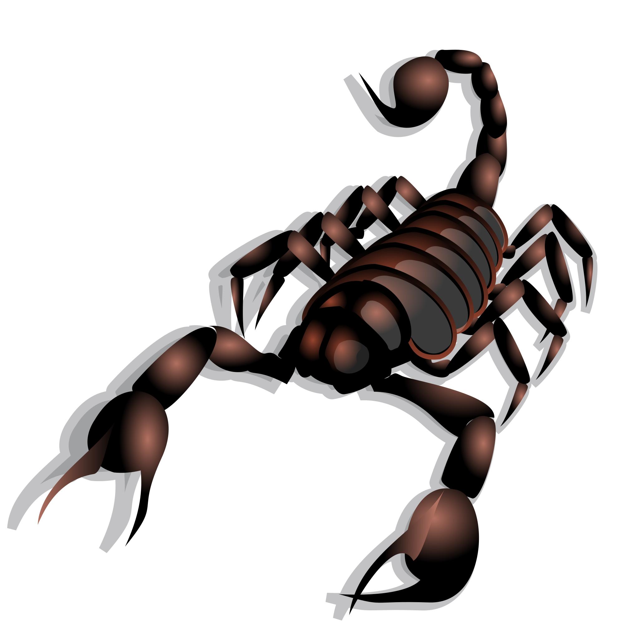 Скорпион насекомое арт