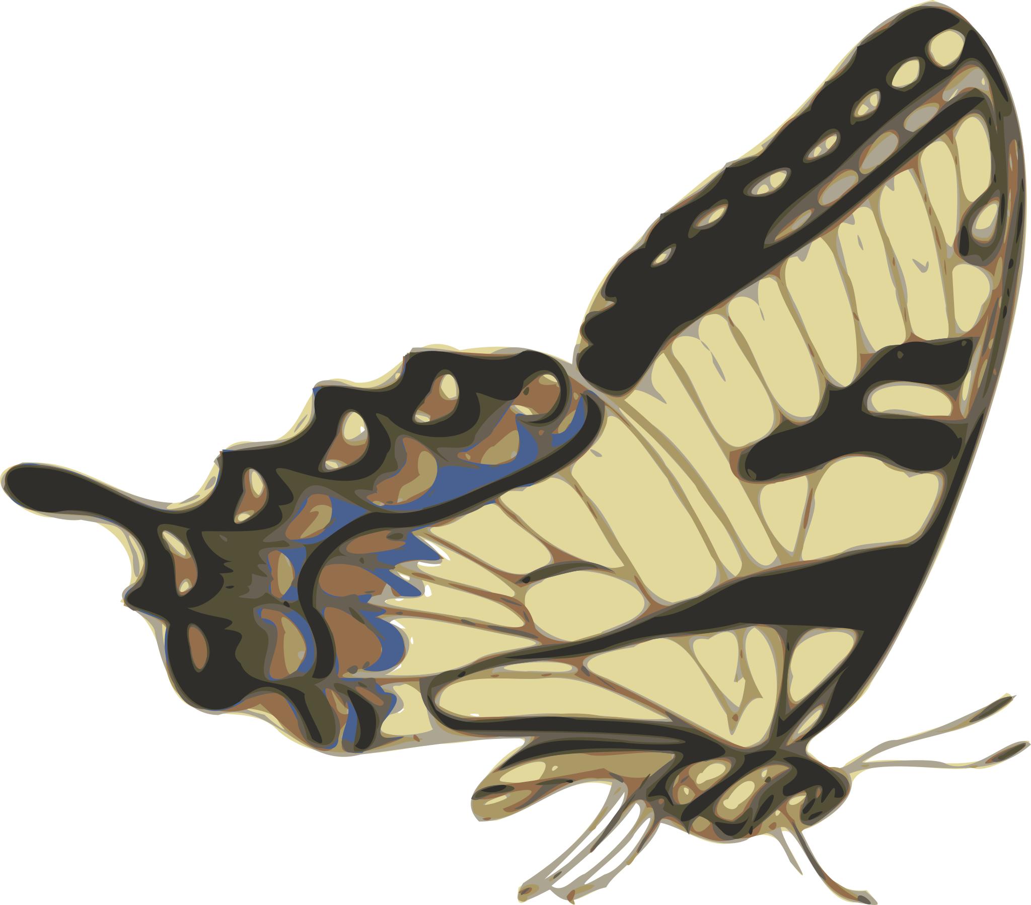 Бабочка с закрытыми крыльями