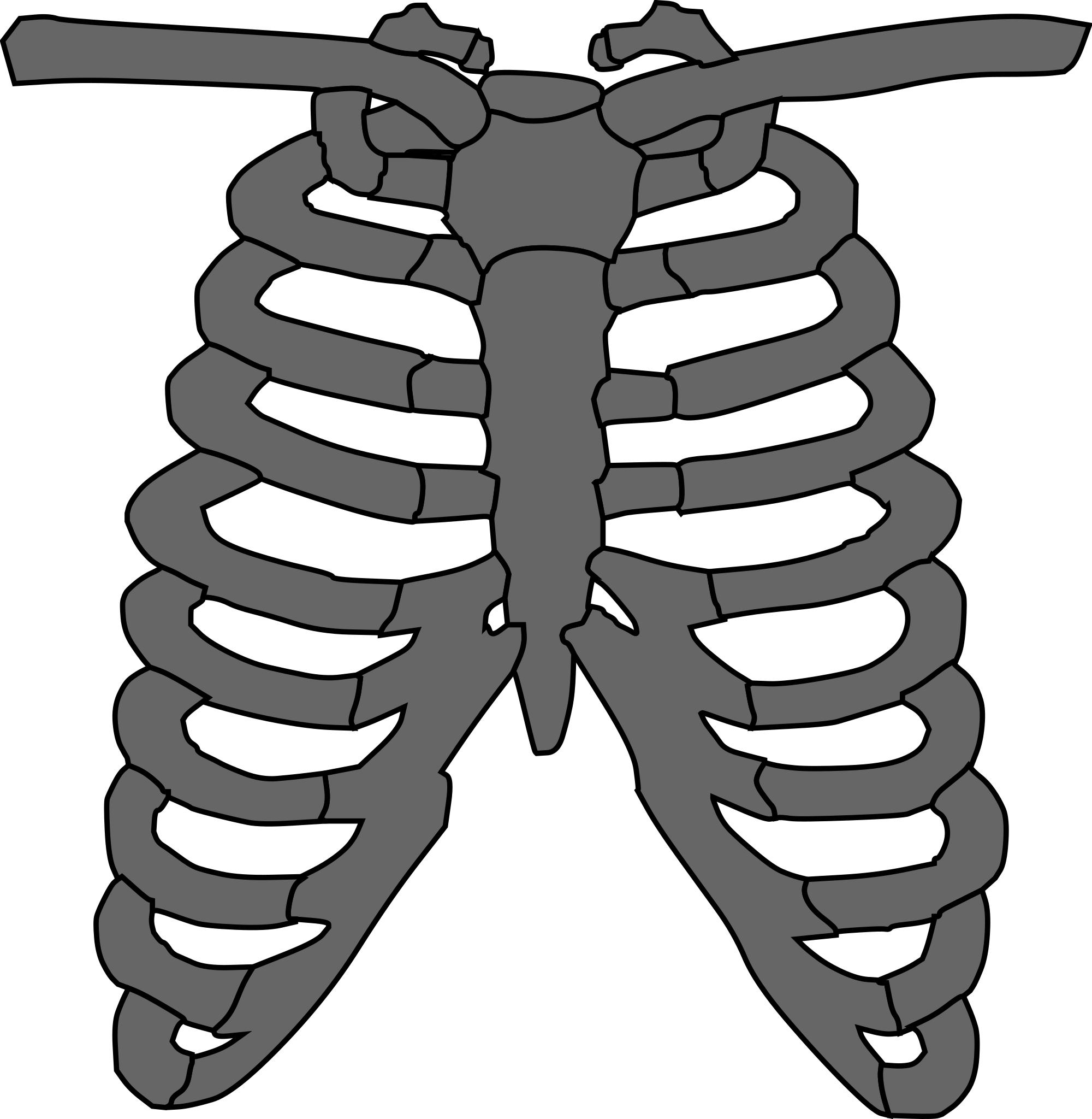 Грудная клетка кости скелета