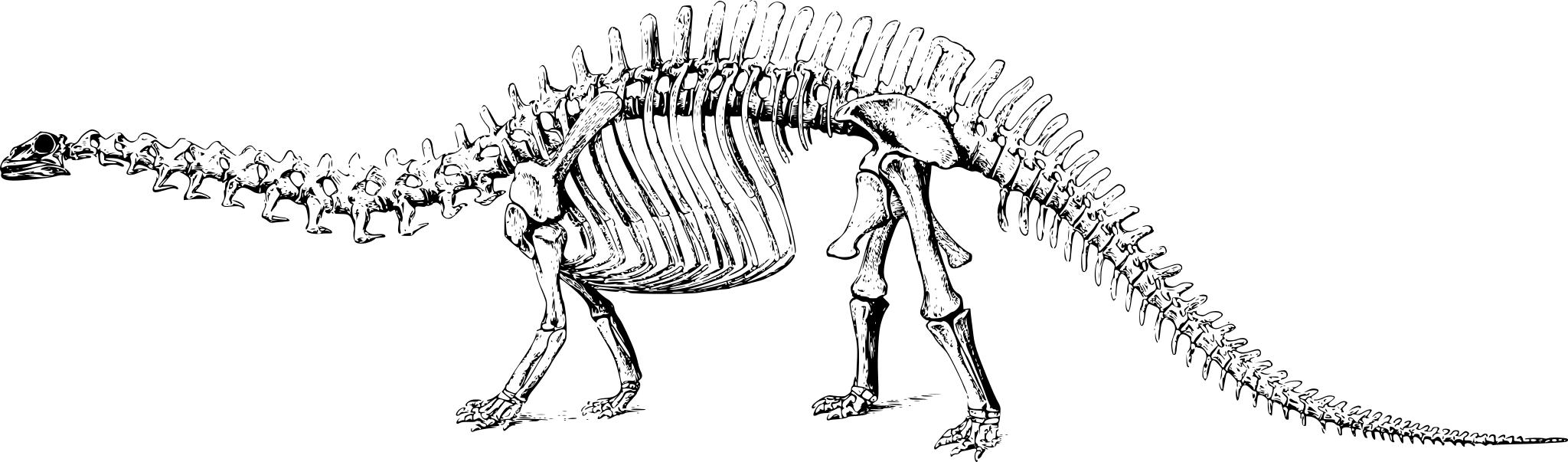 Скелет динозавра на прозрачном фоне