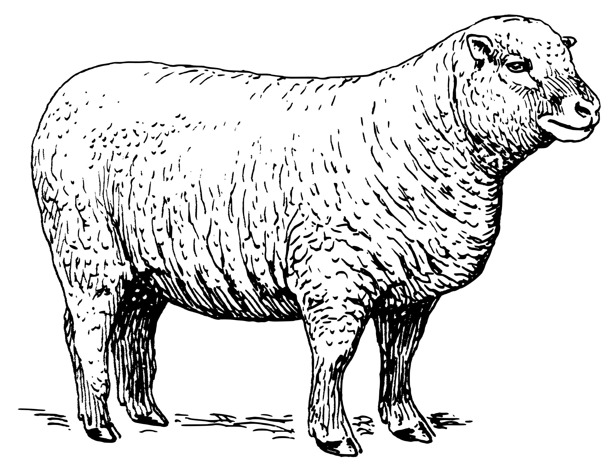 Овца svg