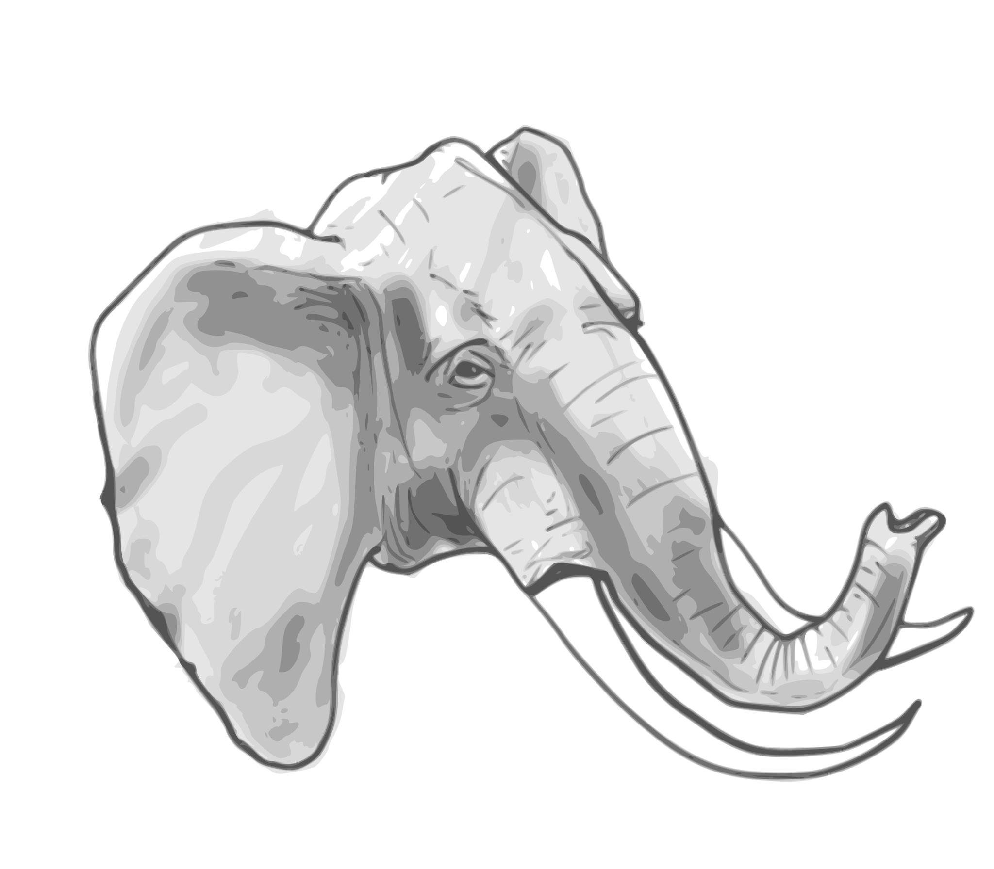 Хобот слона рисунок сбоку