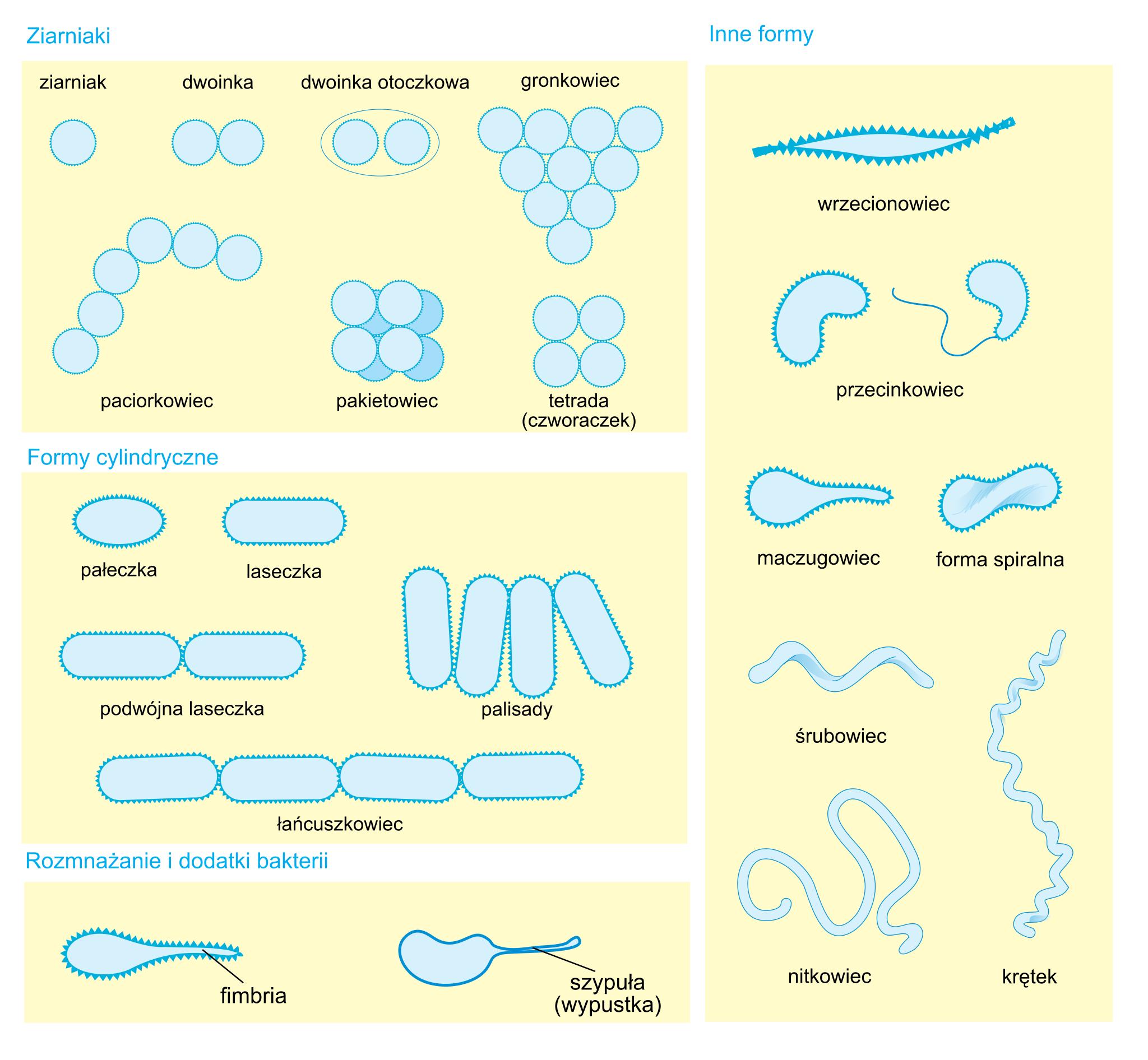 different-morphology-of-bacteria