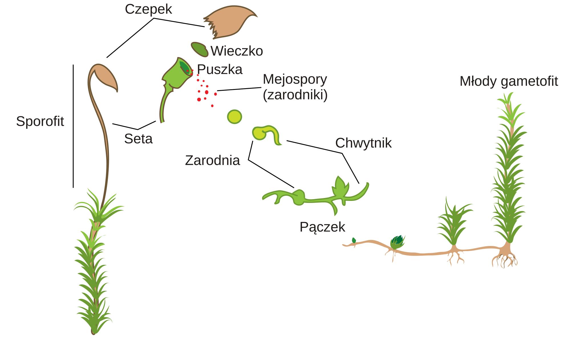 Взрослое растение мхов. Жизненный цикл мха сфагнума. Размножение моховидных схема. ЖЦ мохообразных. Размножение мхов.