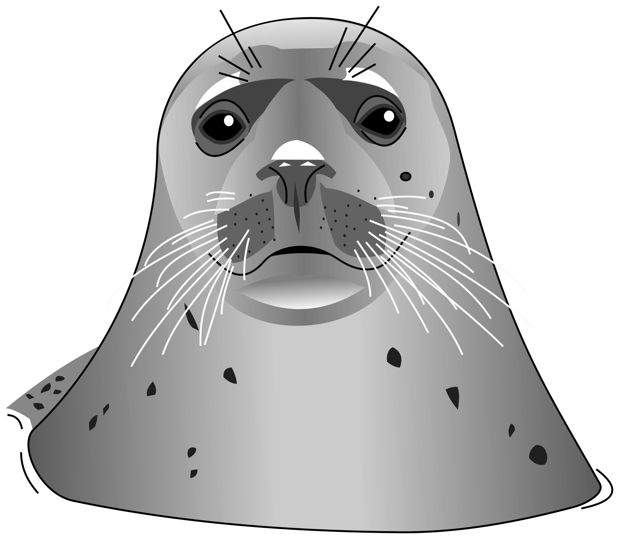 Голова тюленя
