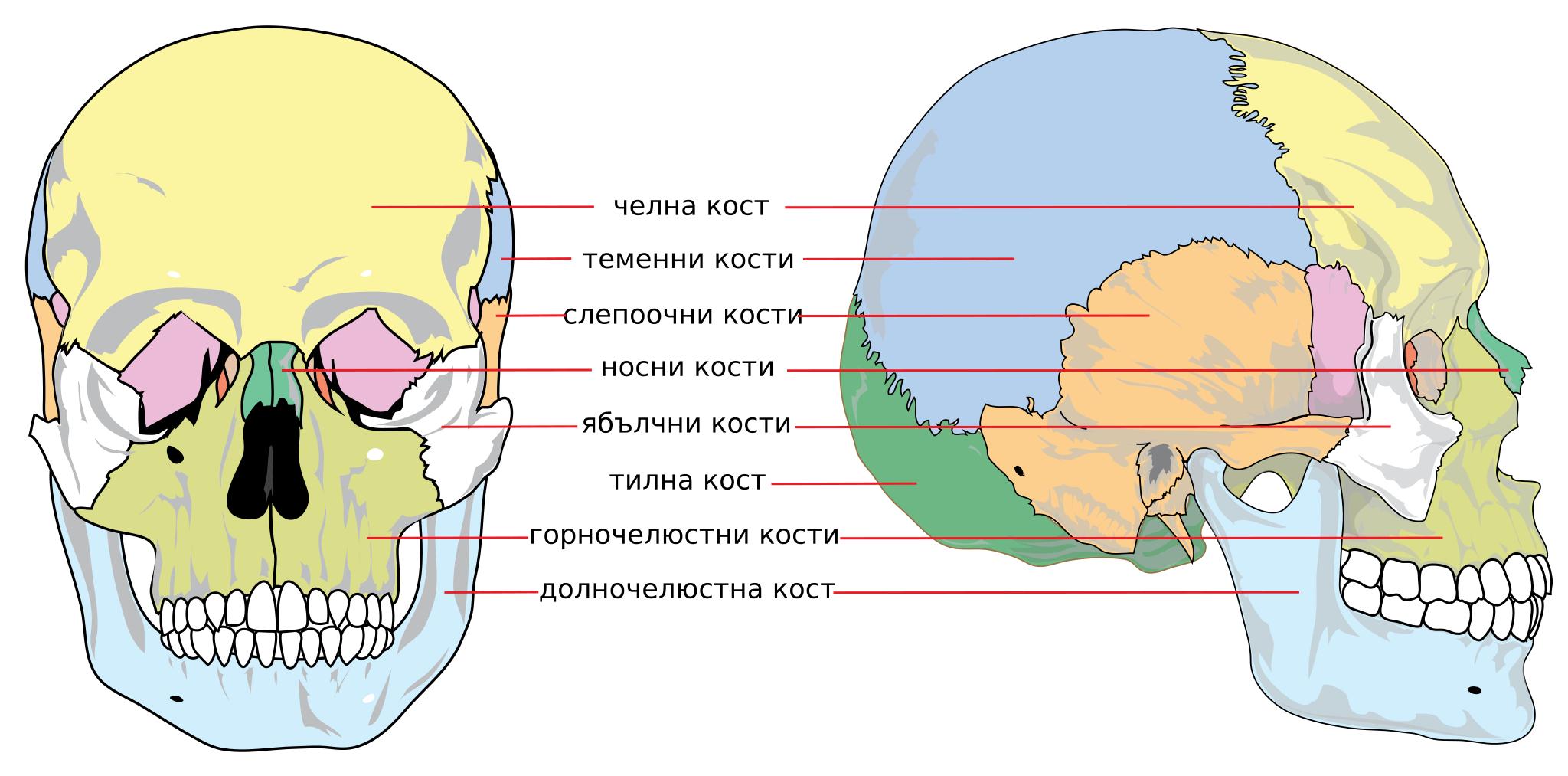 Кости мозгового черепа анатомия