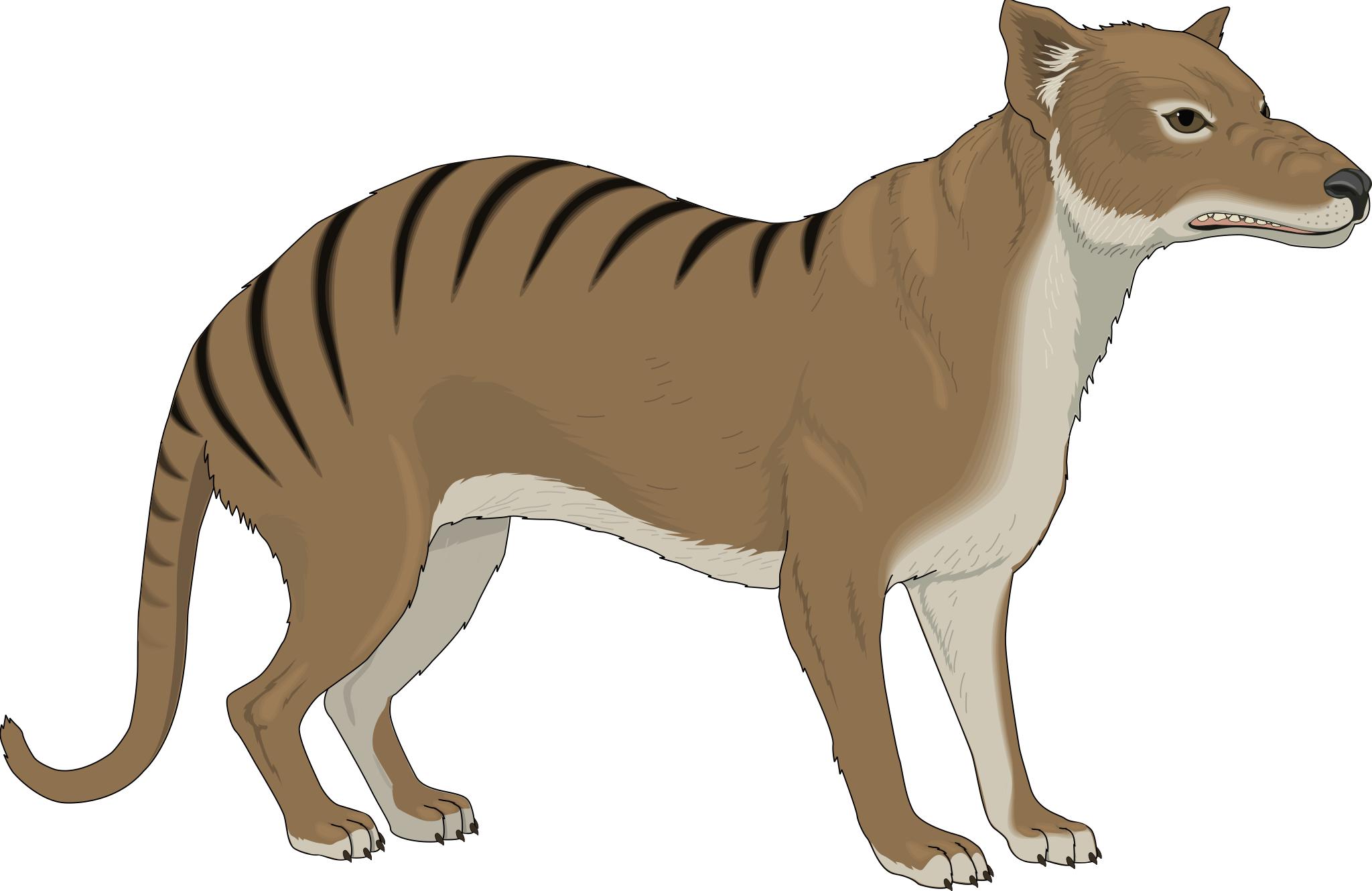 Free Images thylacine clipart svg