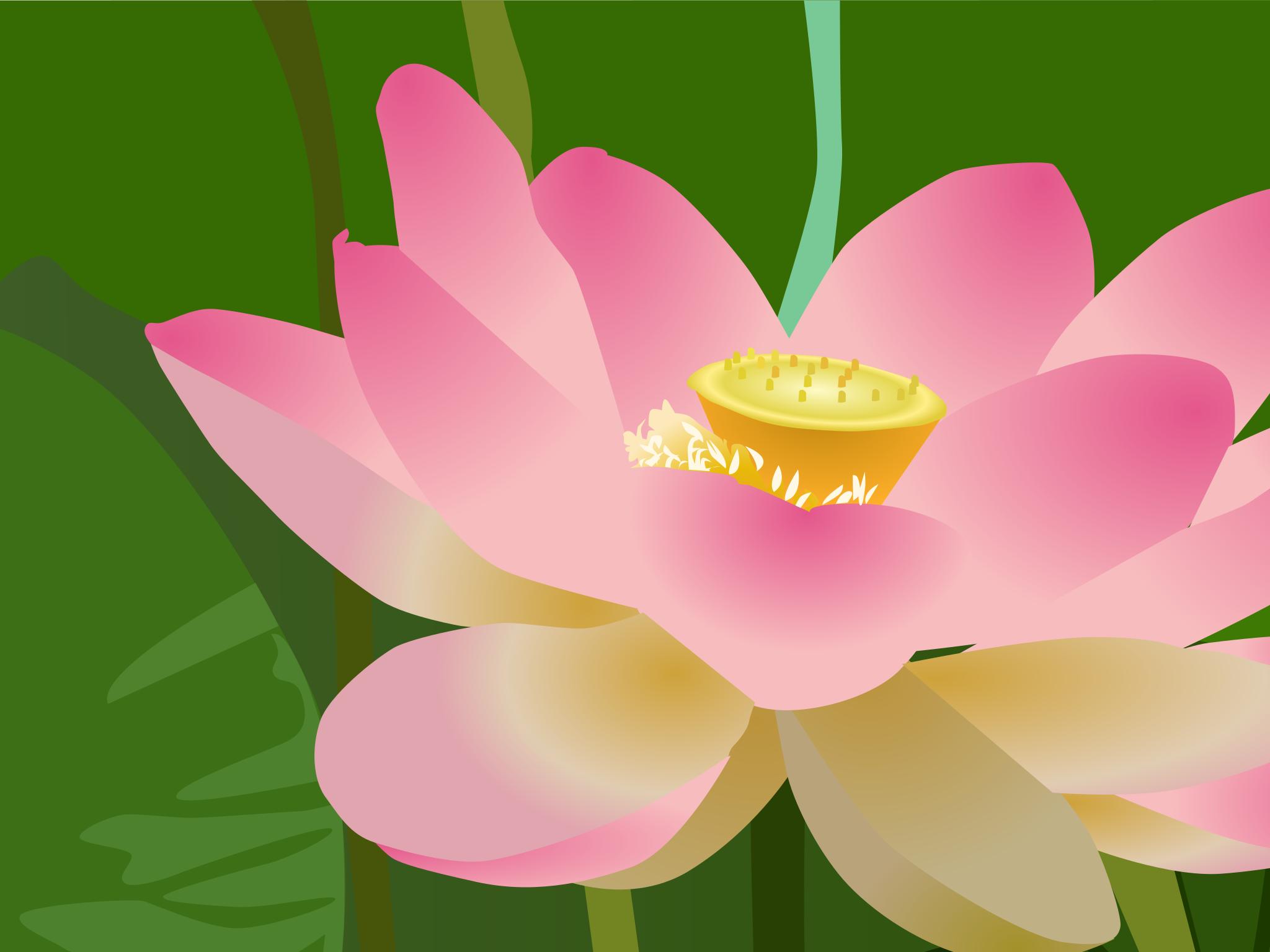Цветок Лотос символ чистоты и благородства