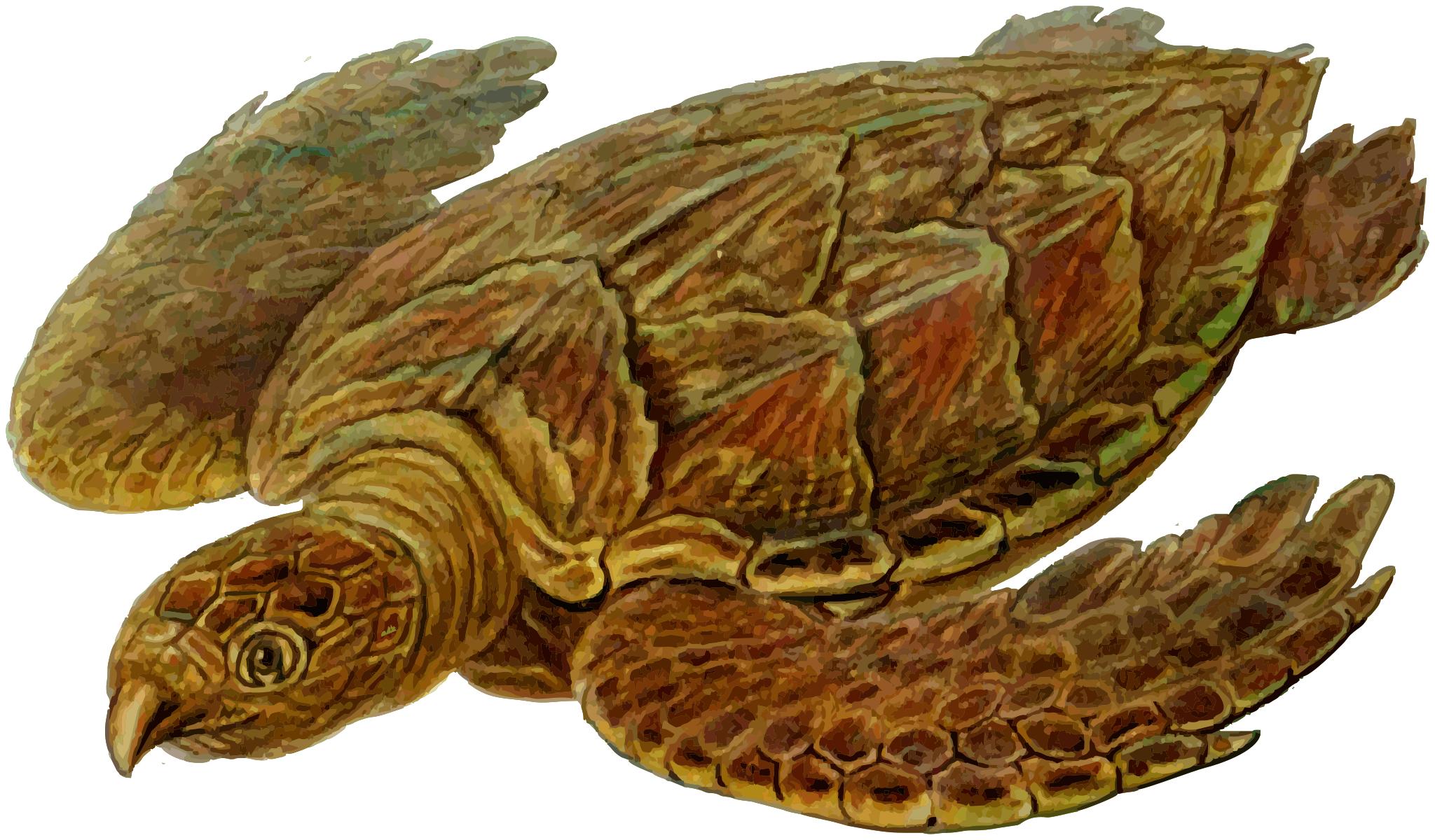 Черепаха Карбонемис