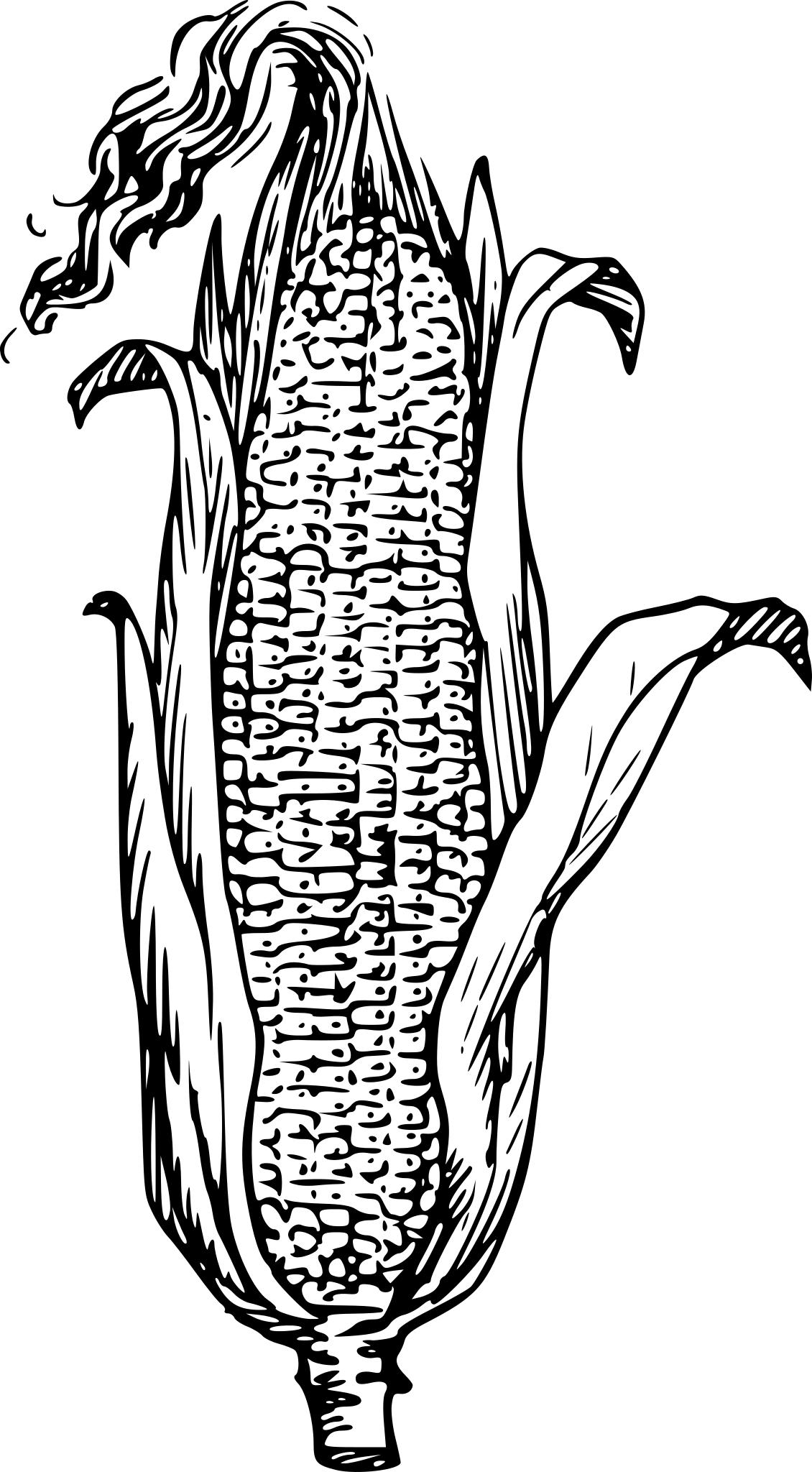 Столбики с рыльцами кукурузы рисунок