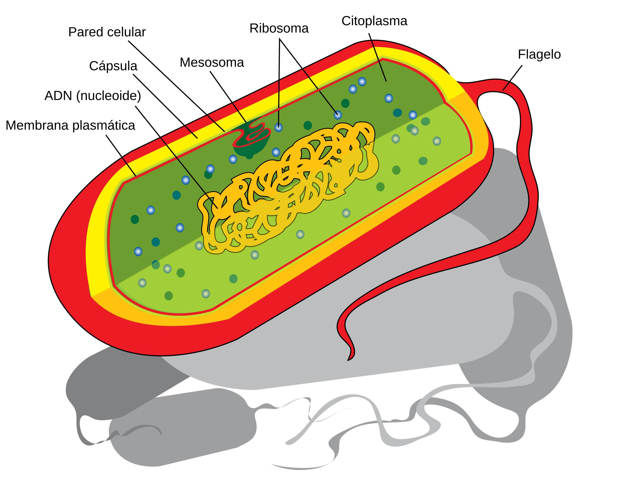 Прокариотическая клетка bacteria