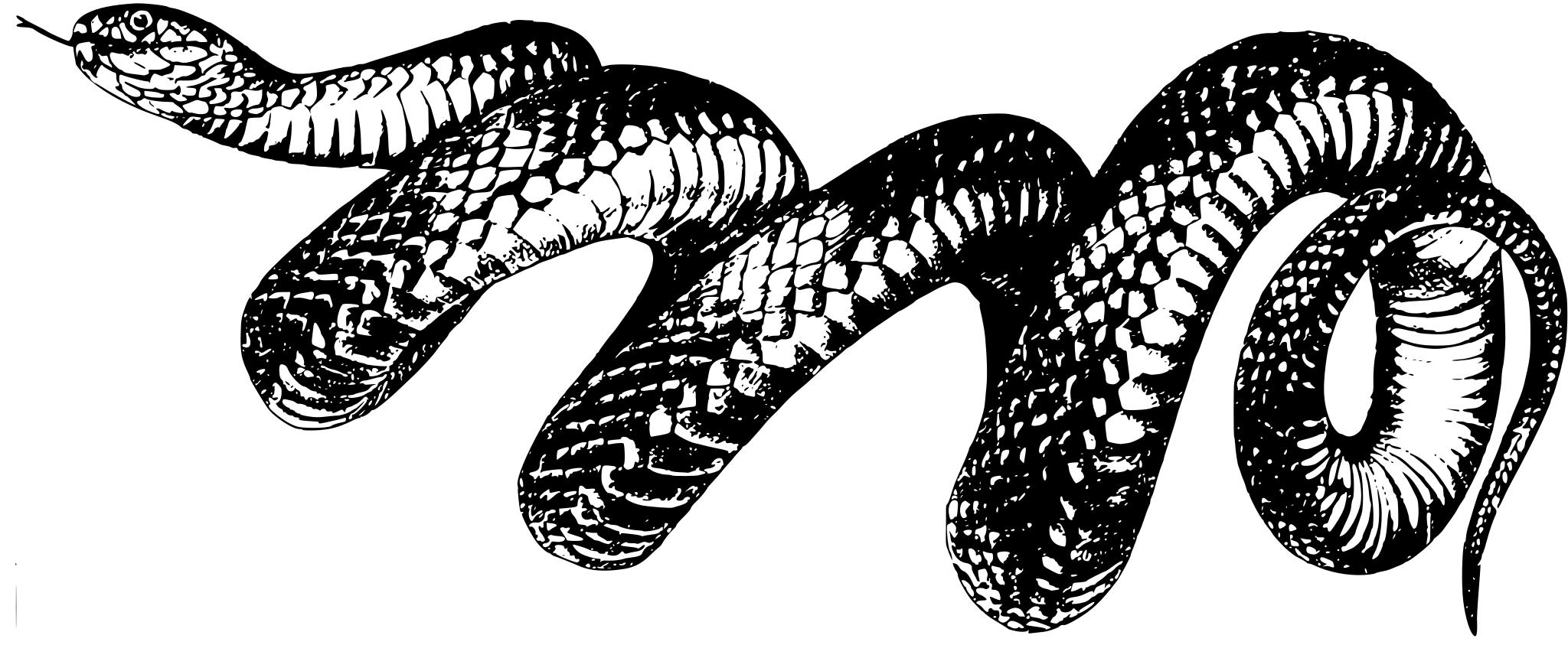 Змея черно белая
