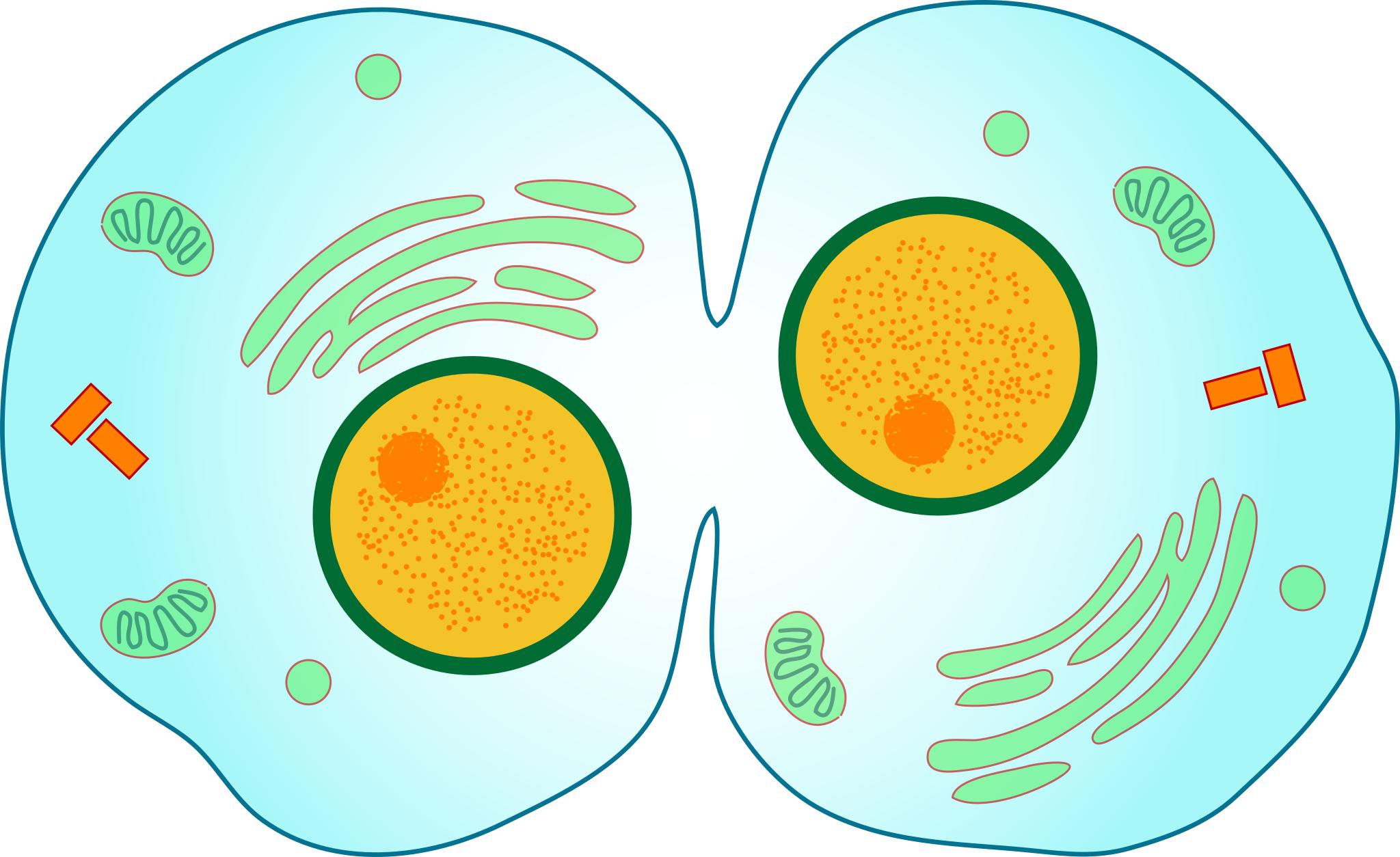 Телофаза растительной клетки митоз