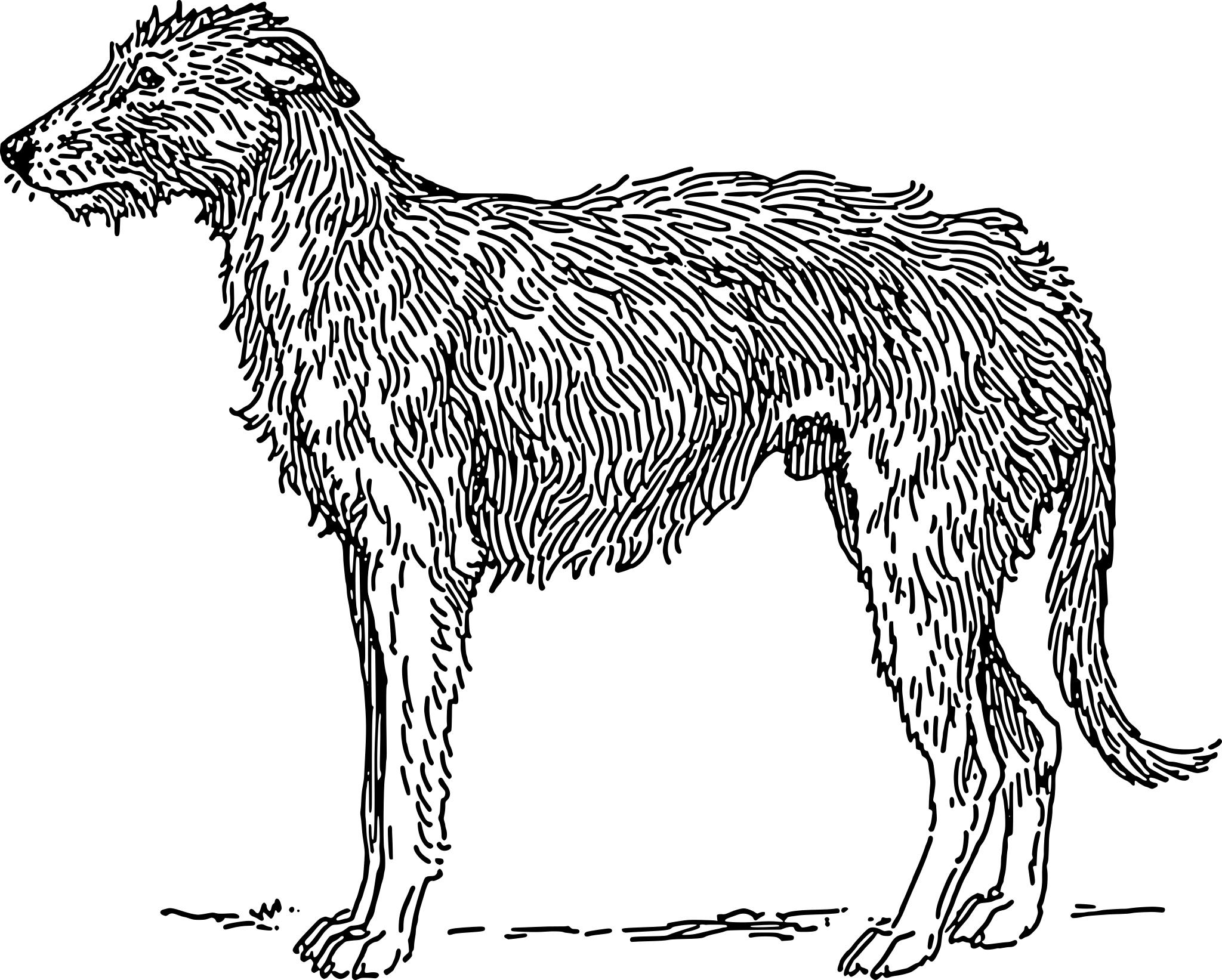 Собака ирландский волкодав вектор