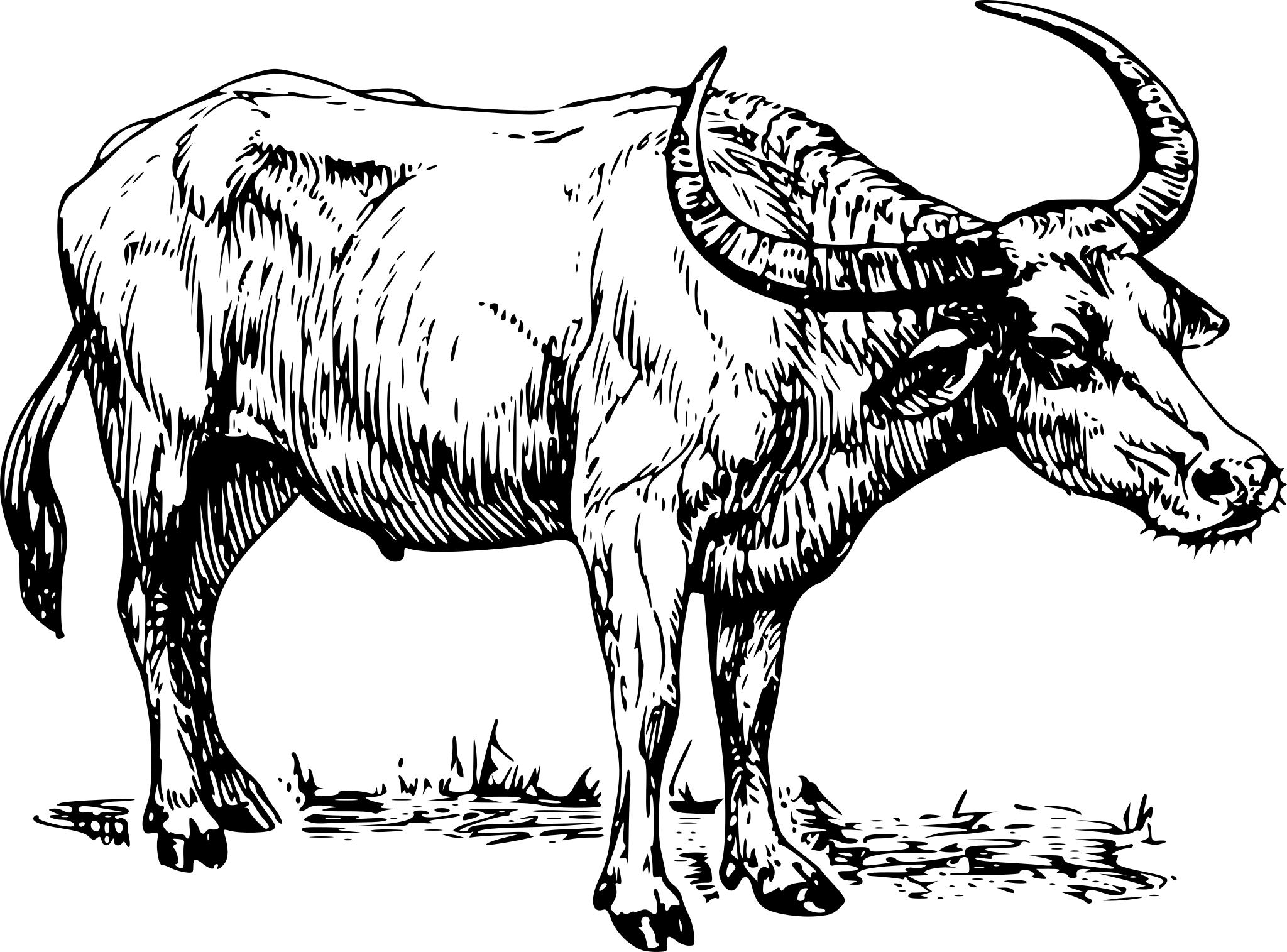 Изображение быка