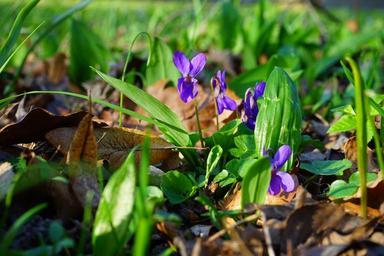 wald-violet-violet-flower-blossom-324006.jpg