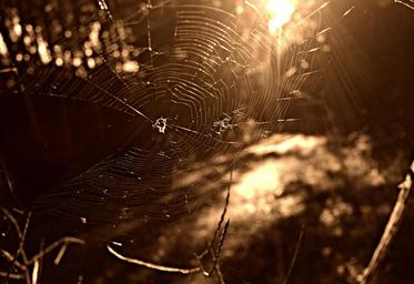 spider-web-spider-insect-web-net-1599525.jpg