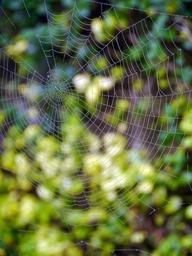 spider-web-spider-cobweb-nature-498706.jpg